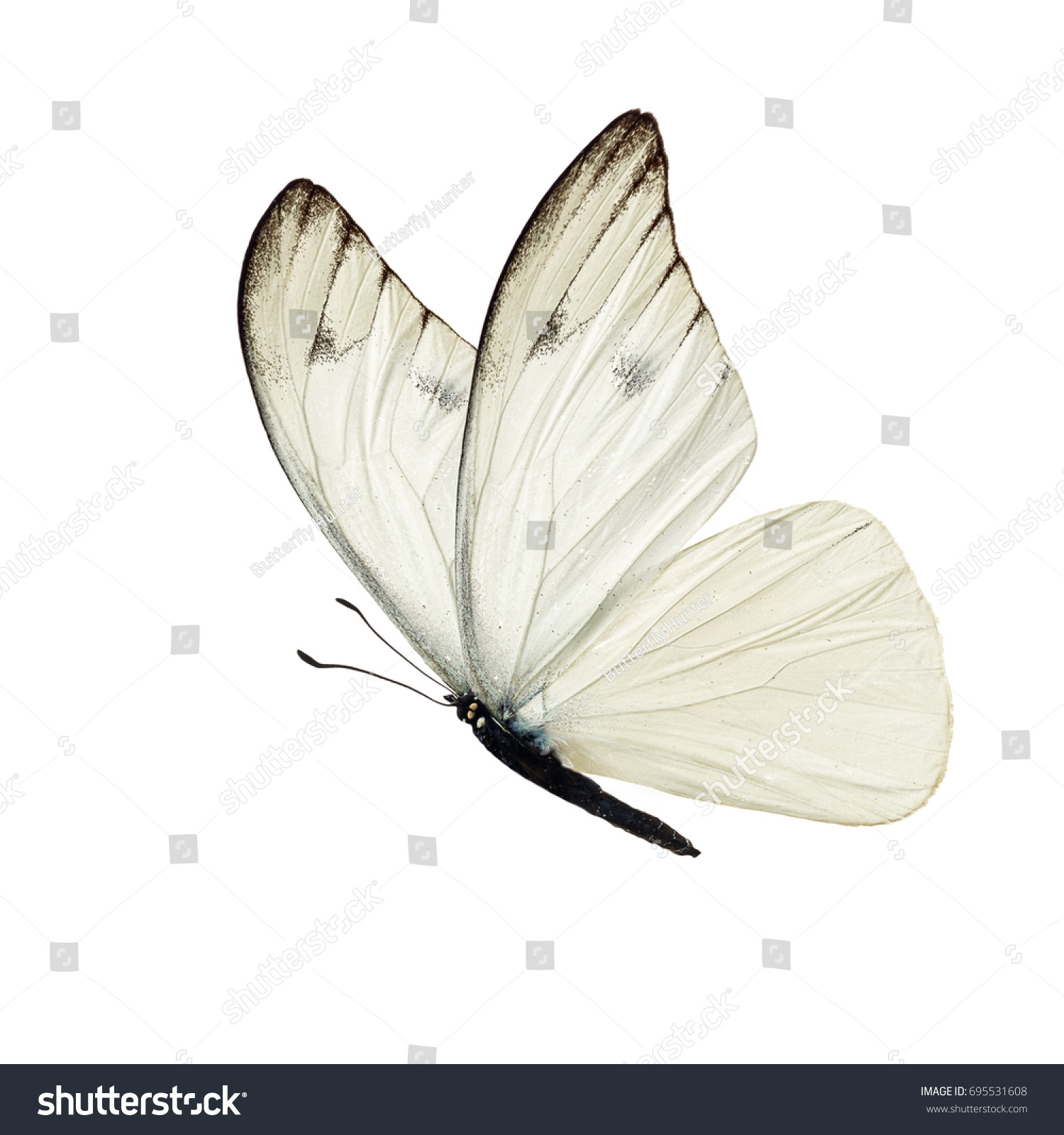 Beautiful white butterfly isolated on white background. #695531608