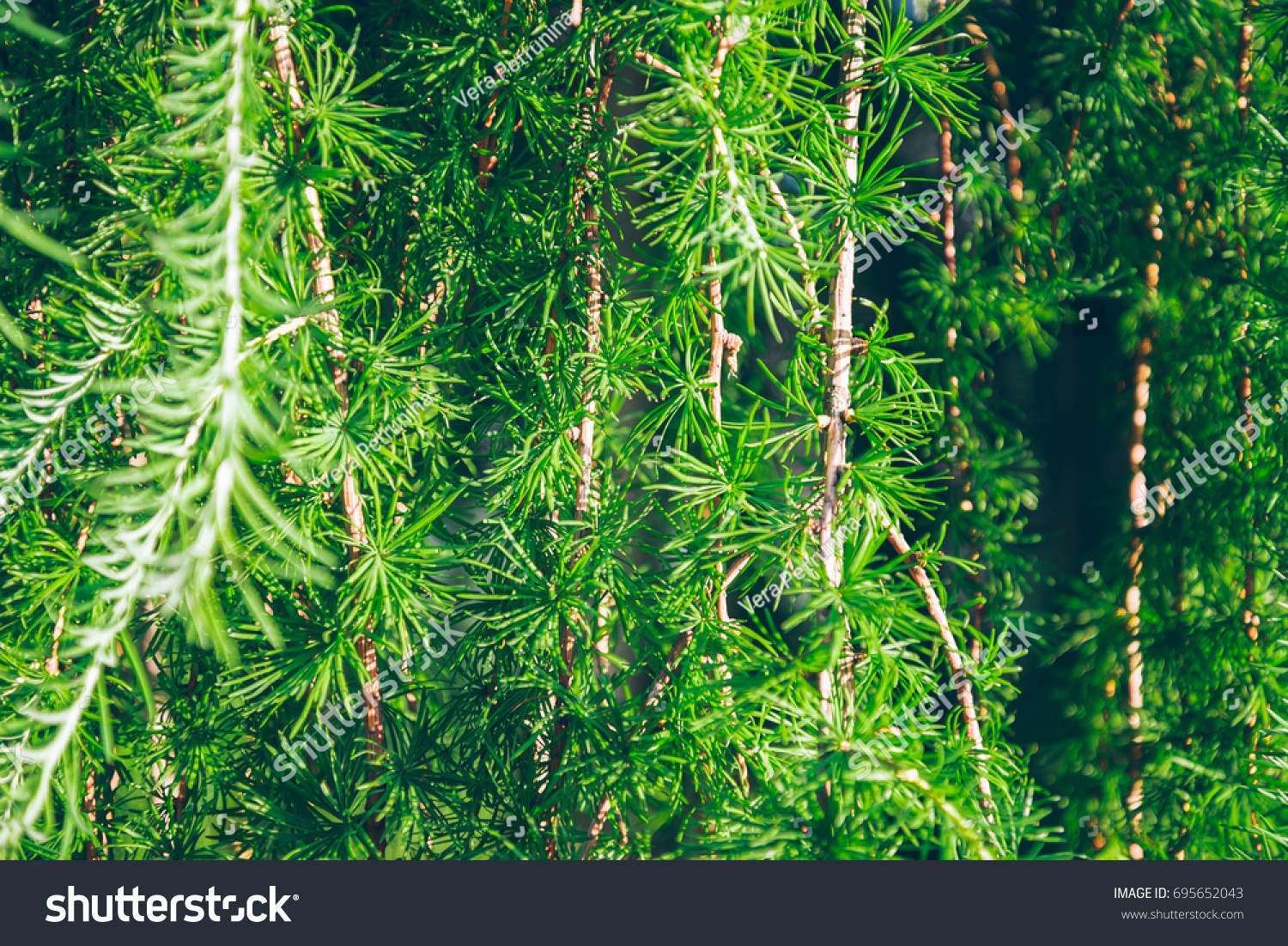 branches of needles tree close up, background concept #695652043
