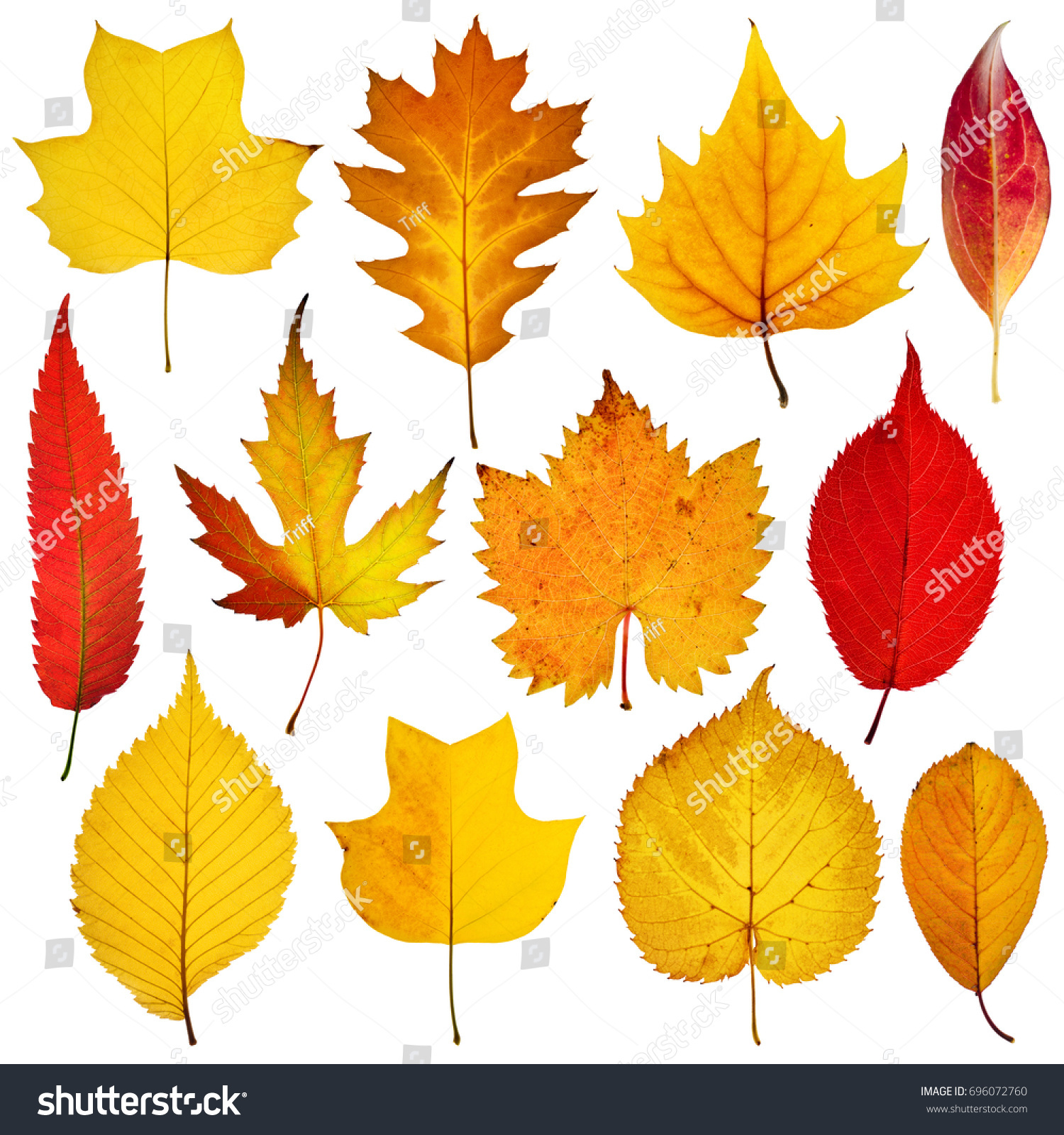 collection beautiful colorful autumn leaves isolated on white background #696072760