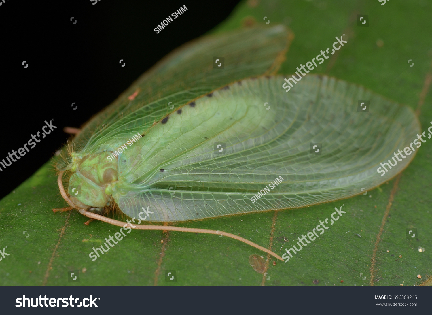 macro image of a beautiful Moth Lacewing , Rapisma sp. #696308245