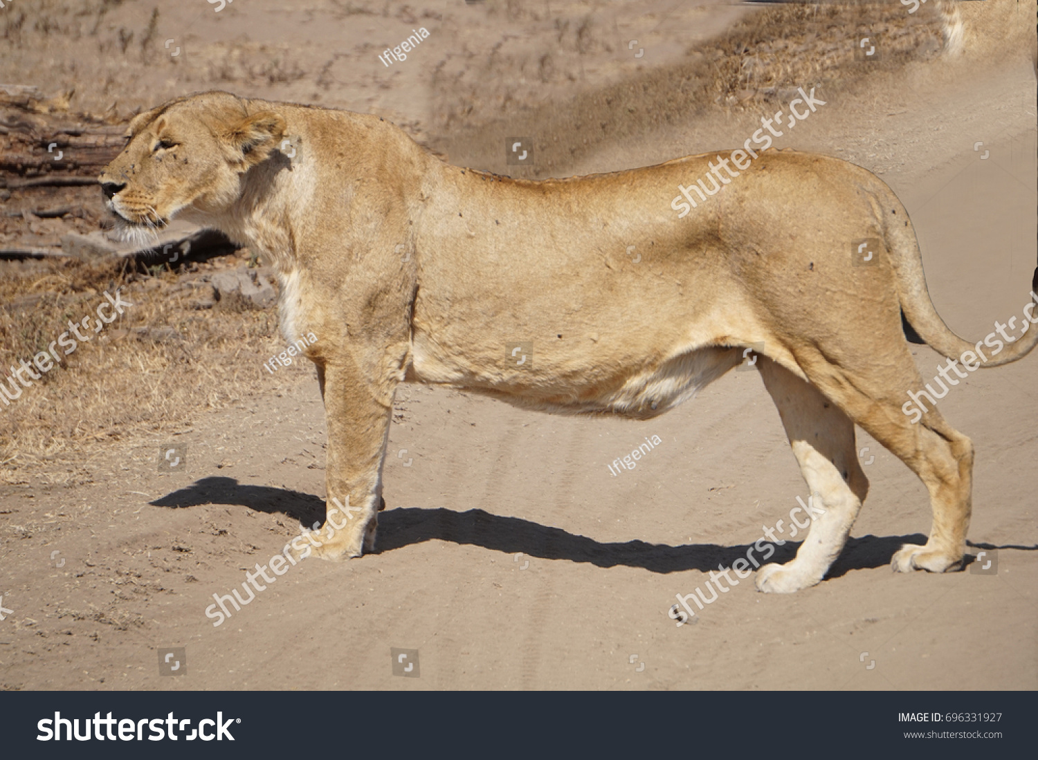 Lioness looking for food #696331927