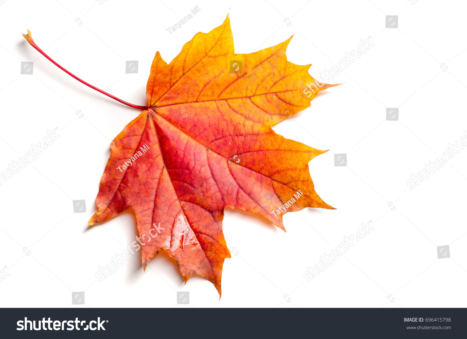 Texture, background, pattern. Autumn maple leaves. Background of maple leaves. Red and yellow maple leaves Autumn advance; Autumn motive #696415798