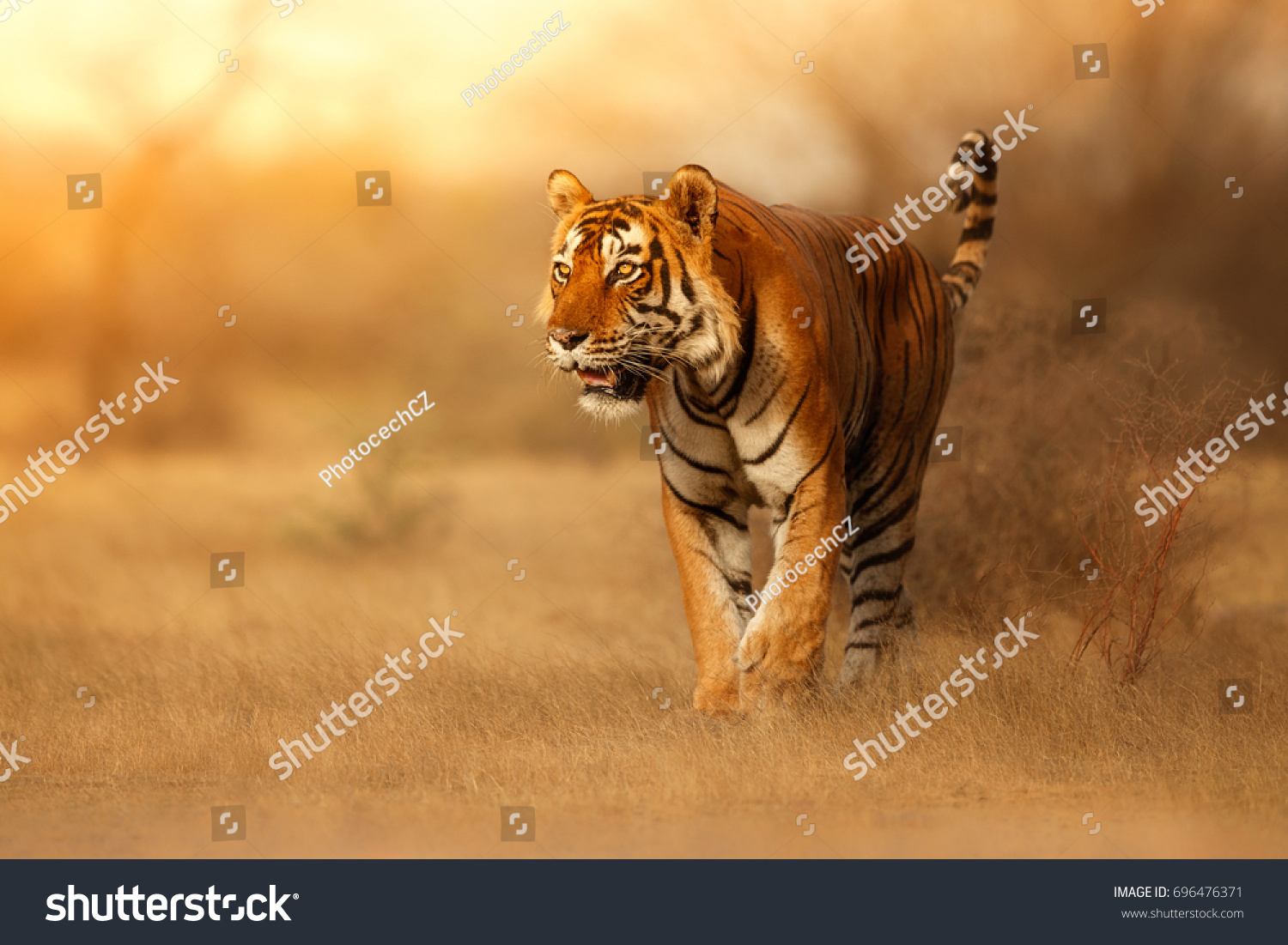 Great tiger male in the nature habitat. Tiger walk during the golden light time. Wildlife scene with danger animal. Hot summer in India. Dry area with beautiful indian tiger, Panthera tigris #696476371