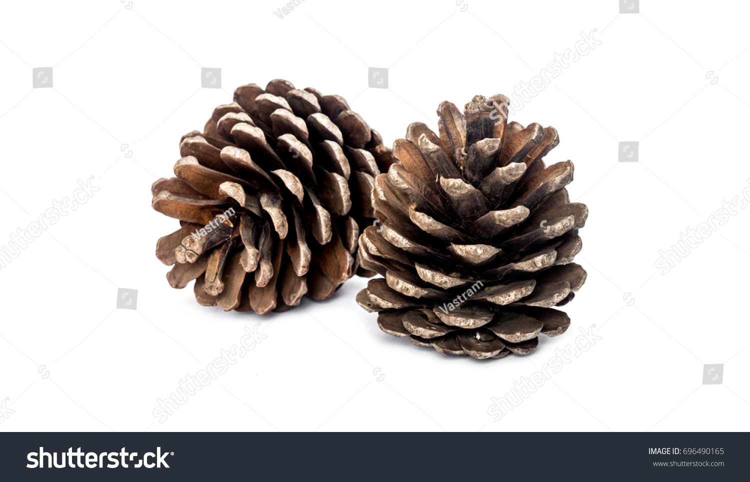 Pine cone on white background #696490165