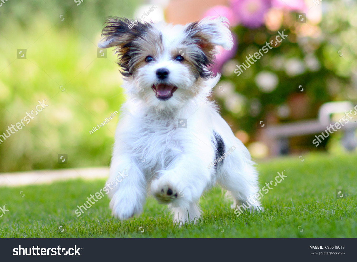 An adorable, happy puppy caught in motion while running on vibrant green grass in summer. #696648019