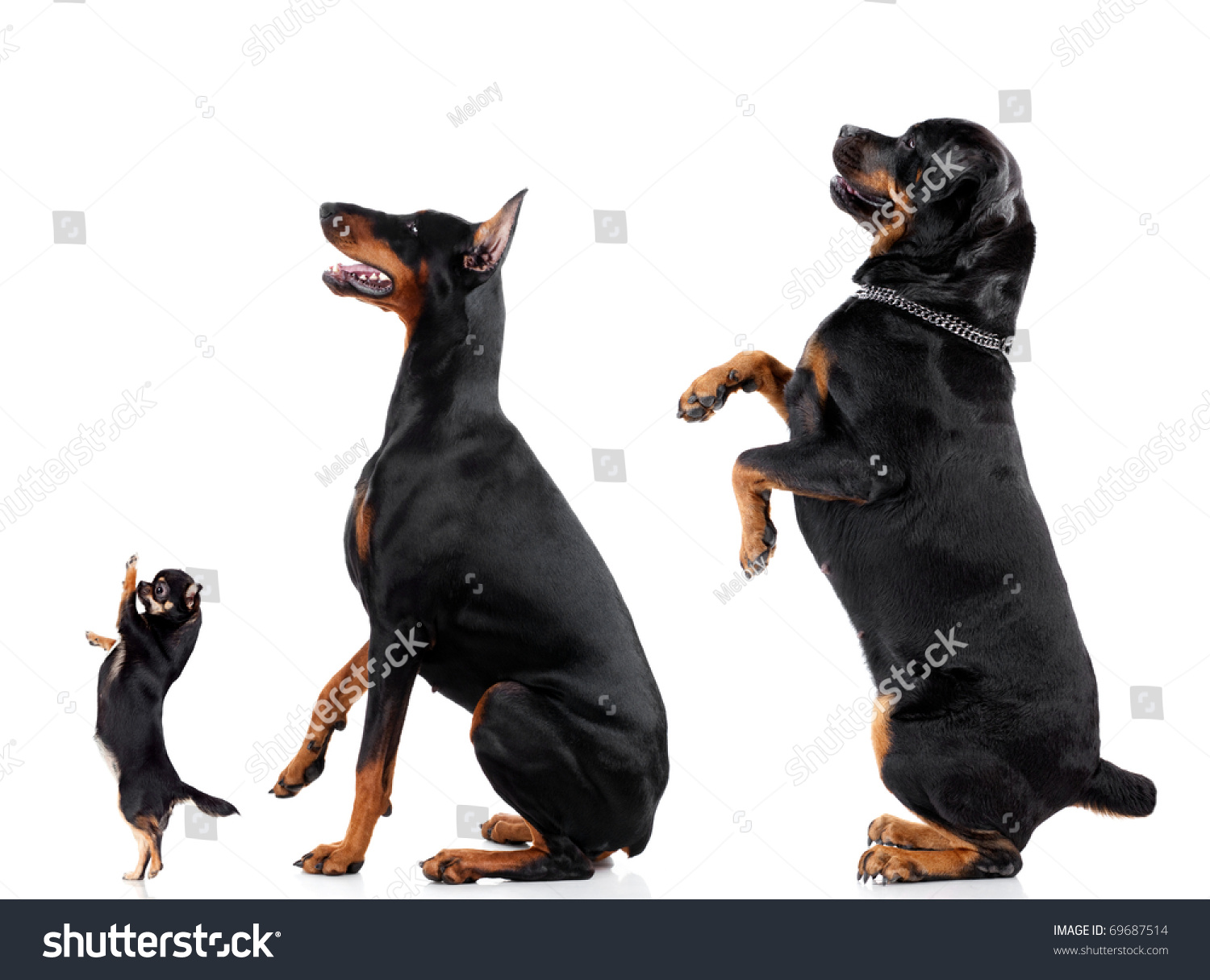 Royalty-free Group of dogs (Chihuahua, Doberman ... Royalty-free Group of dogs (Chihuahua, Doberman ...