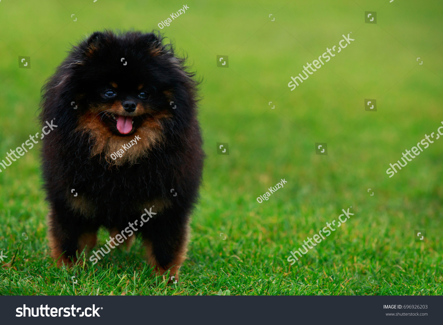 The small Pomeranian Spitz stands on green grass #696926203