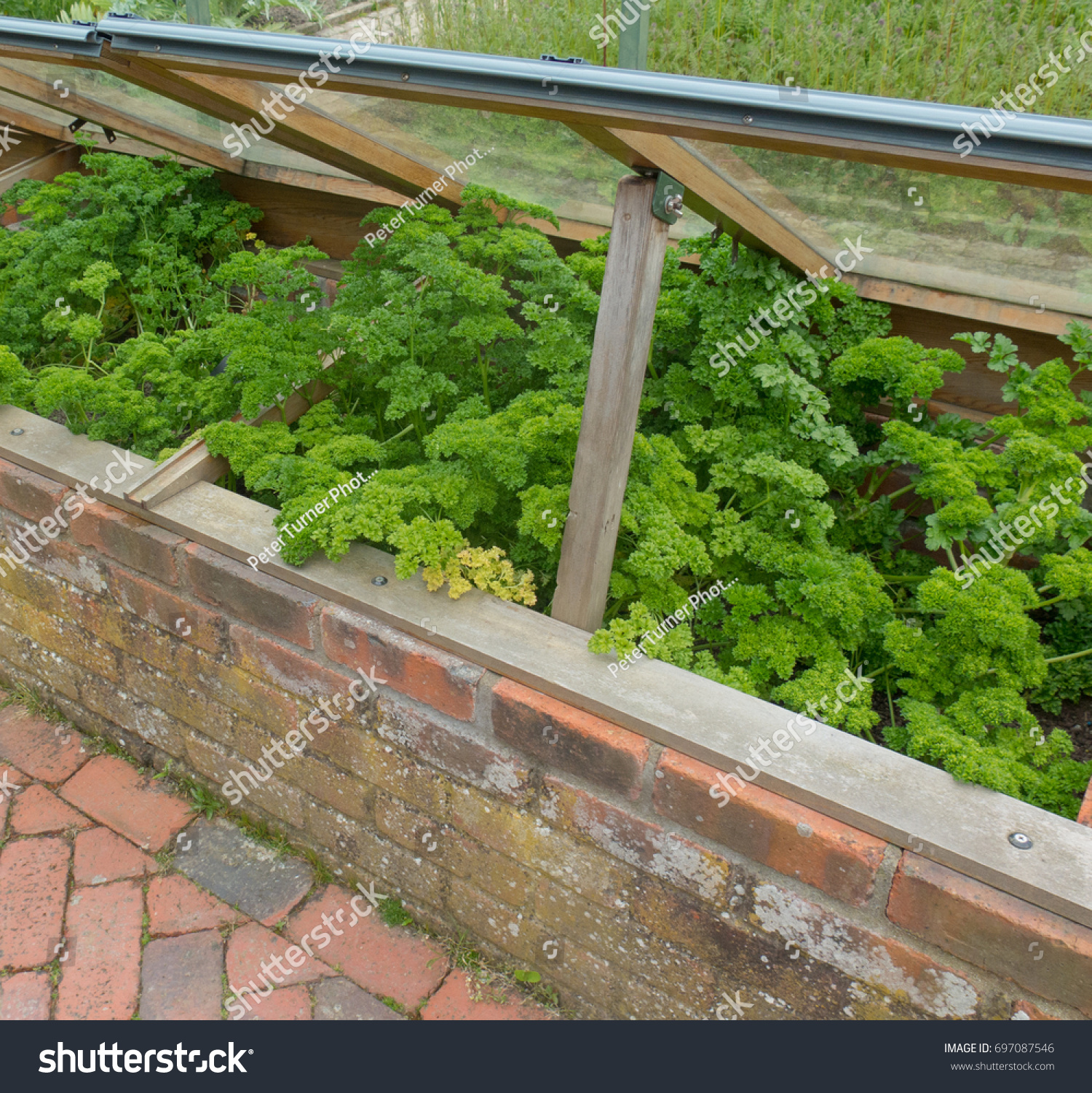 Parsley 'Envy' (Petroselinum crispum) Growing in an Overlap Cold Frame in a Vegetable Garden in Rural Devon, England, UK #697087546