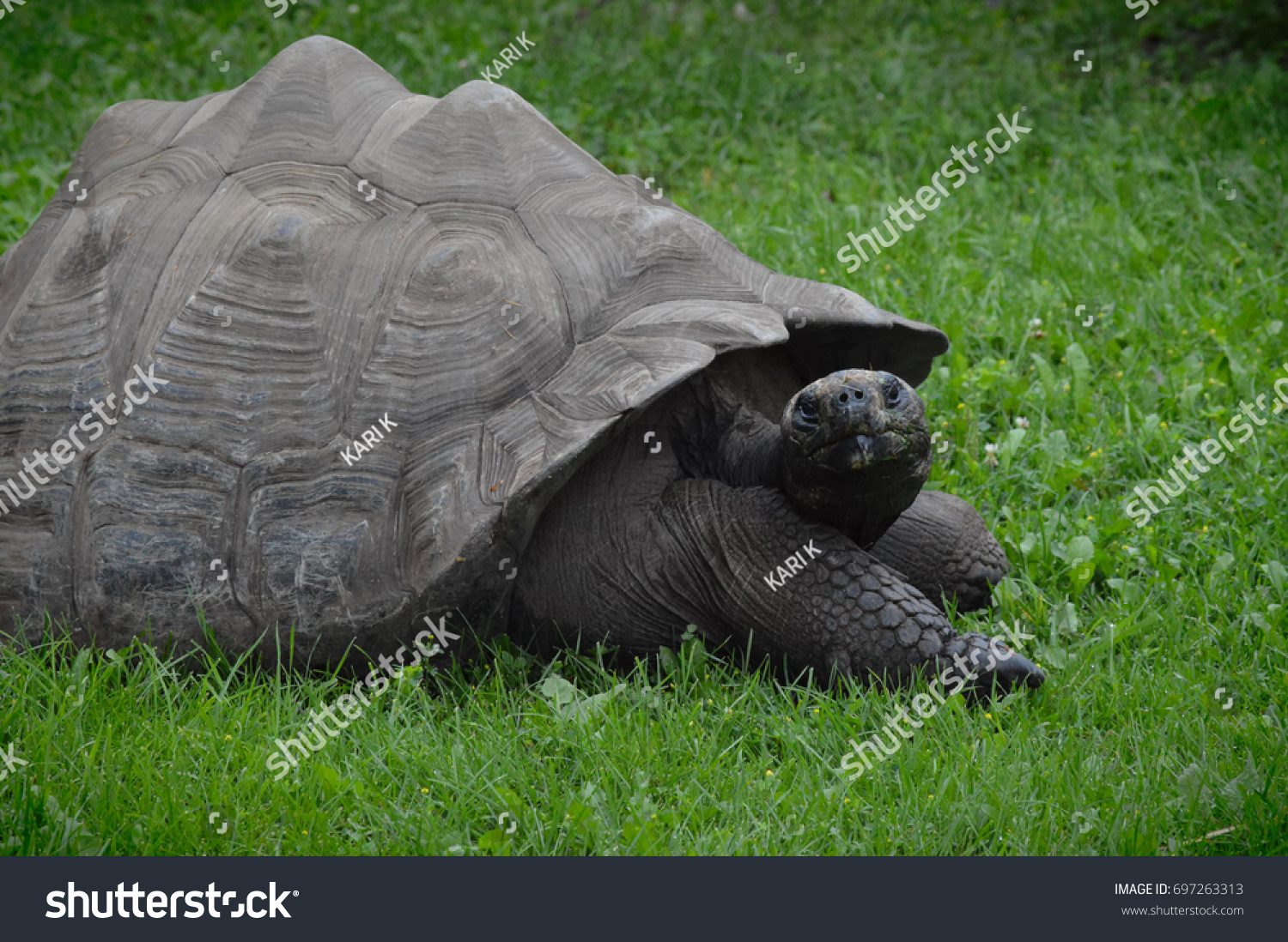 Galapagos Tortoise #697263313