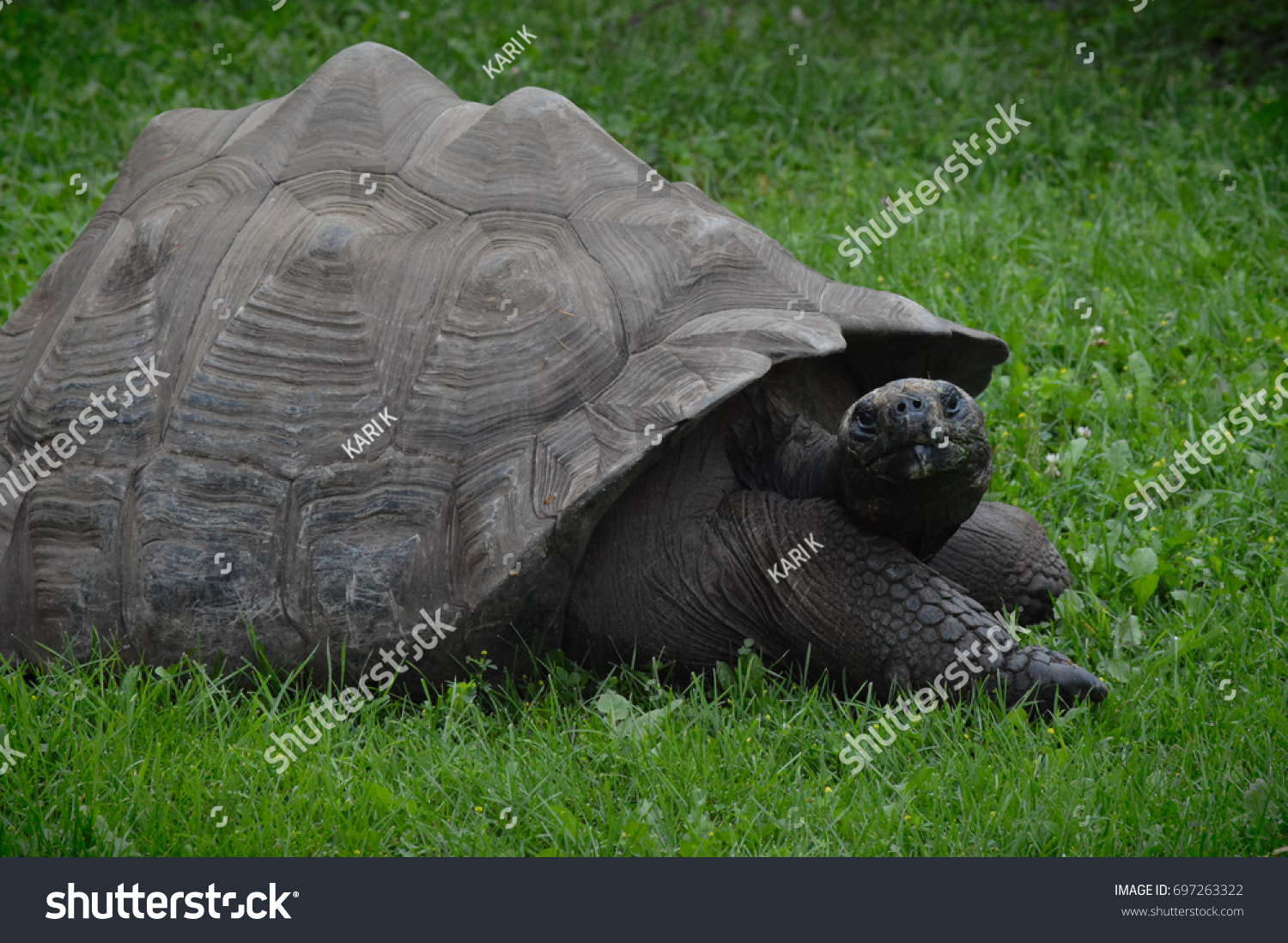 Galapagos Tortoise #697263322