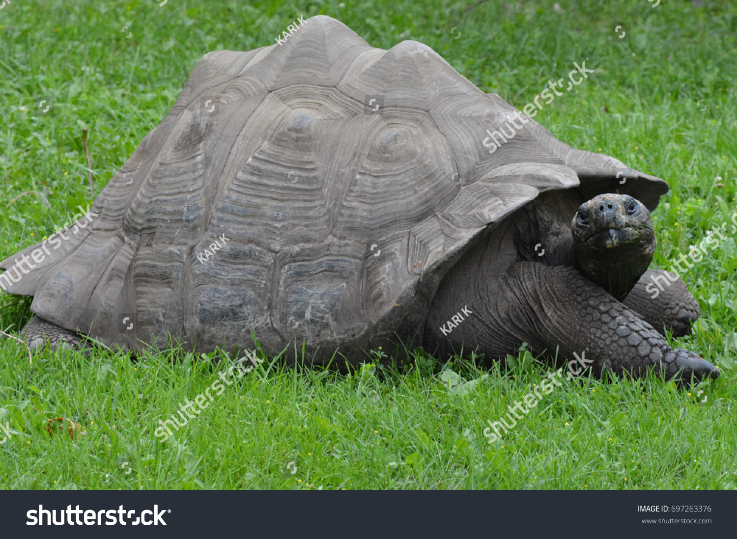 Galapagos Tortoise #697263376