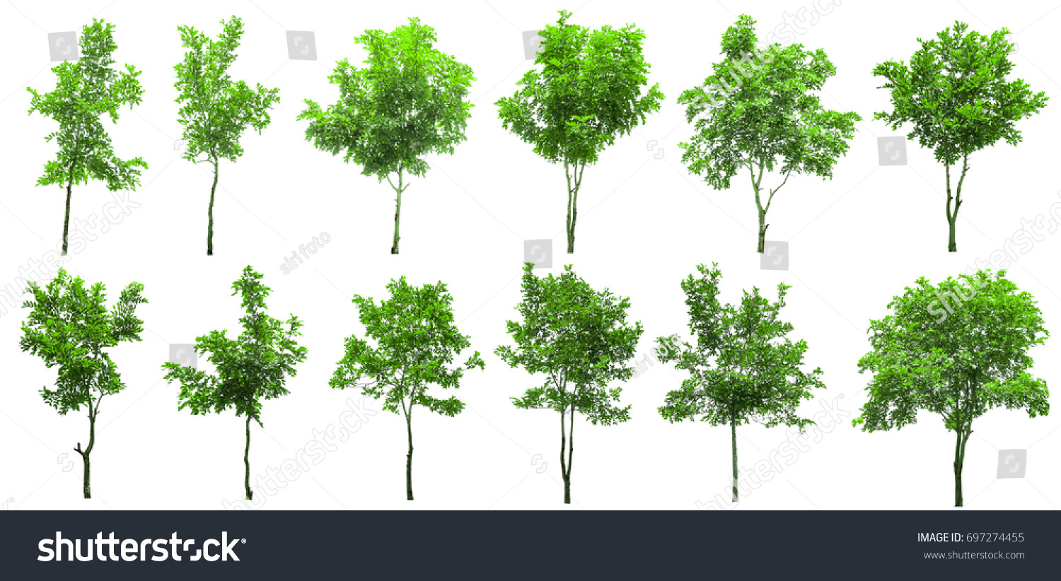 Isolated trees on white background , The collection of trees. #697274455