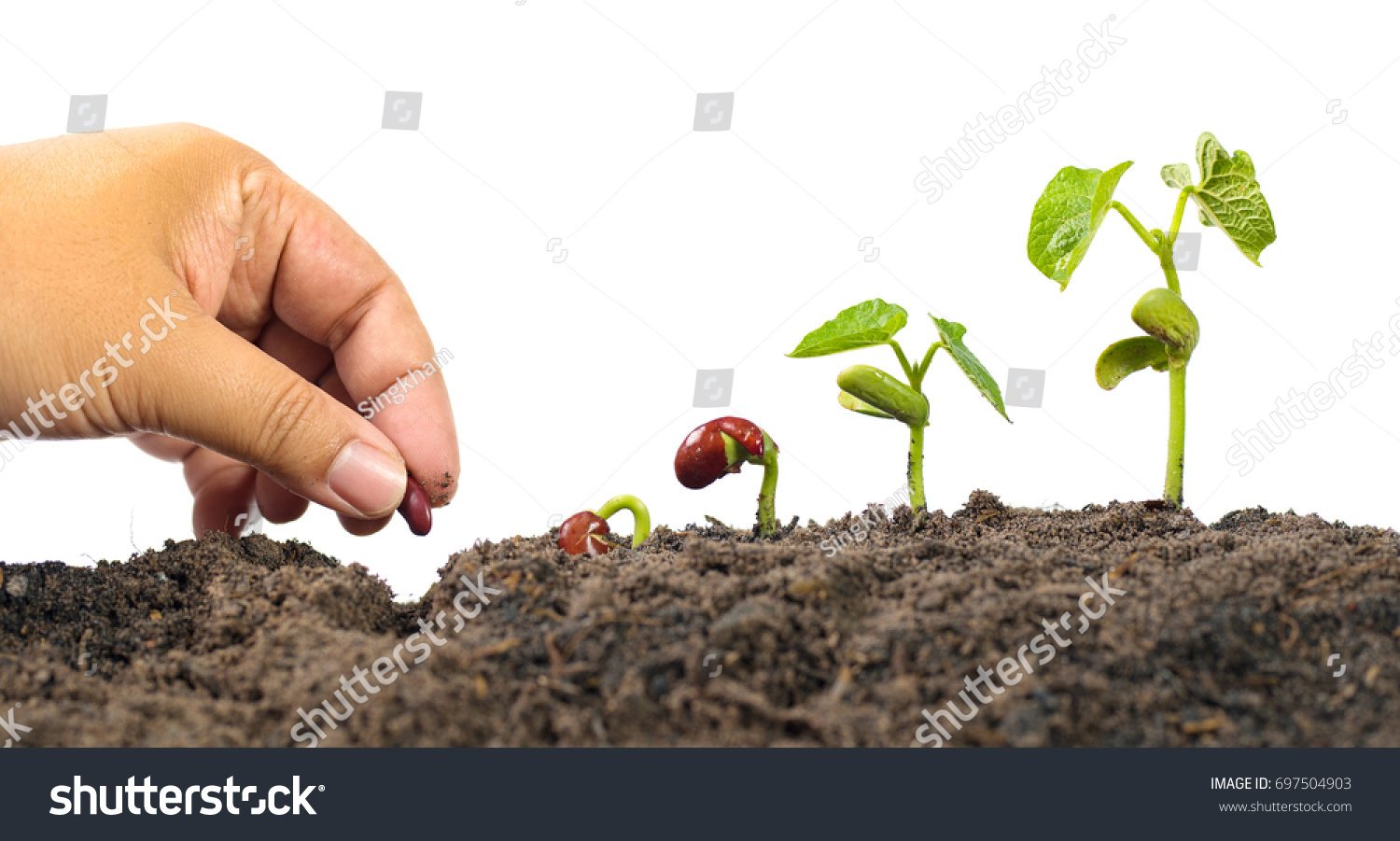 Agriculture and New life starting concept. Farmer hand seed planting with seed germination sequence over isolated on white background #697504903
