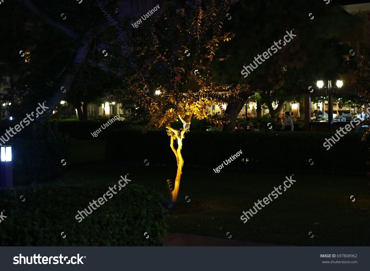 illuminated trees #697808962