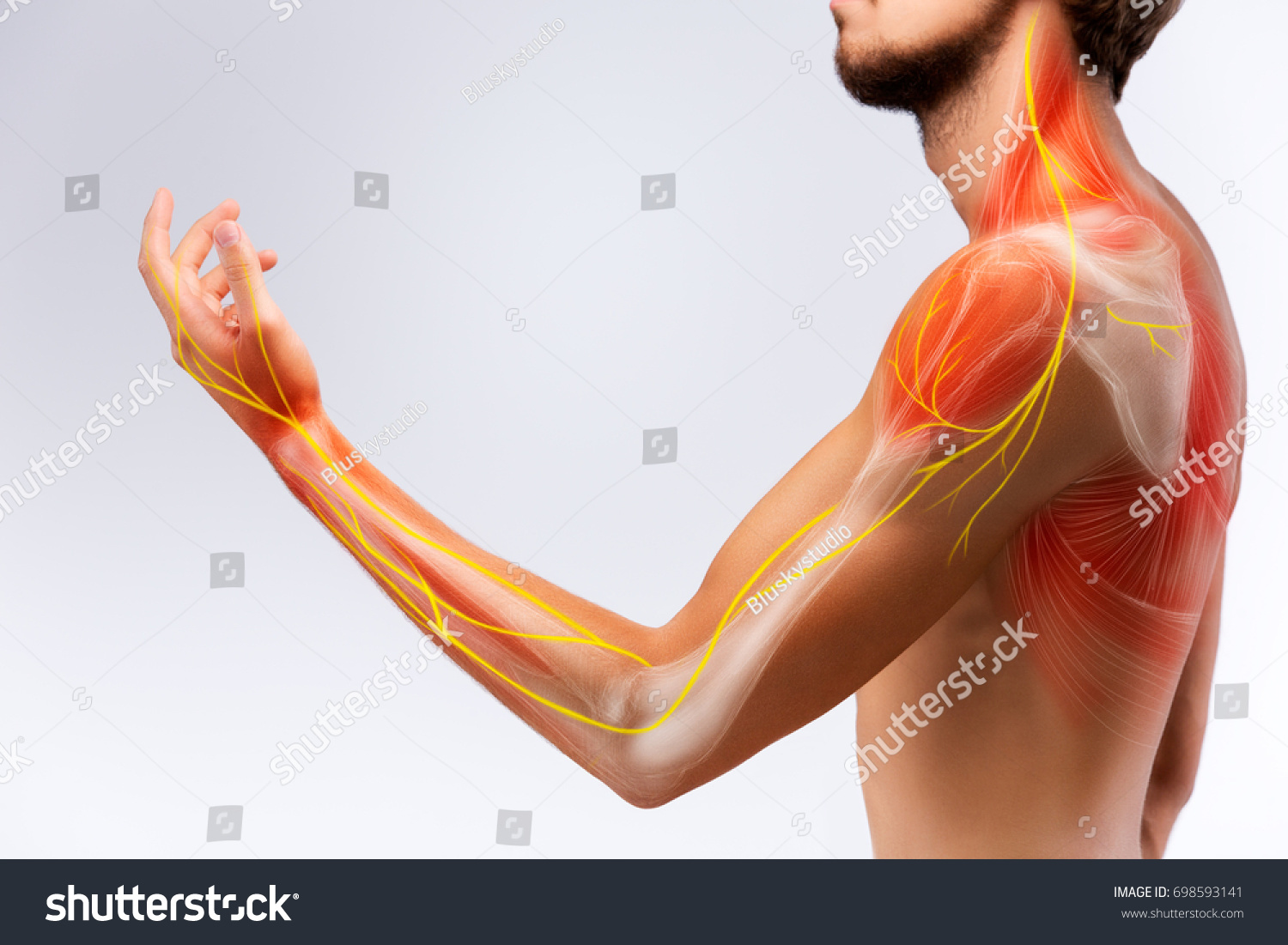 Illustration of the human arm anatomy representing nerves, bones and ligaments. #698593141