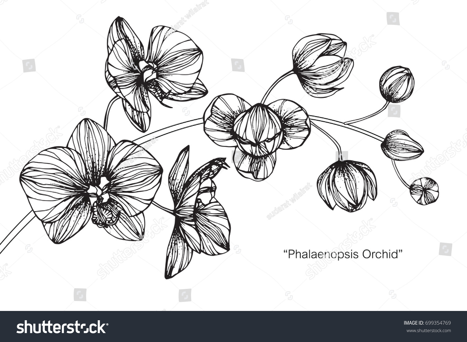 Hand drawn and sketch Fuchsia flower. Black and white with line art illustration. #699354769