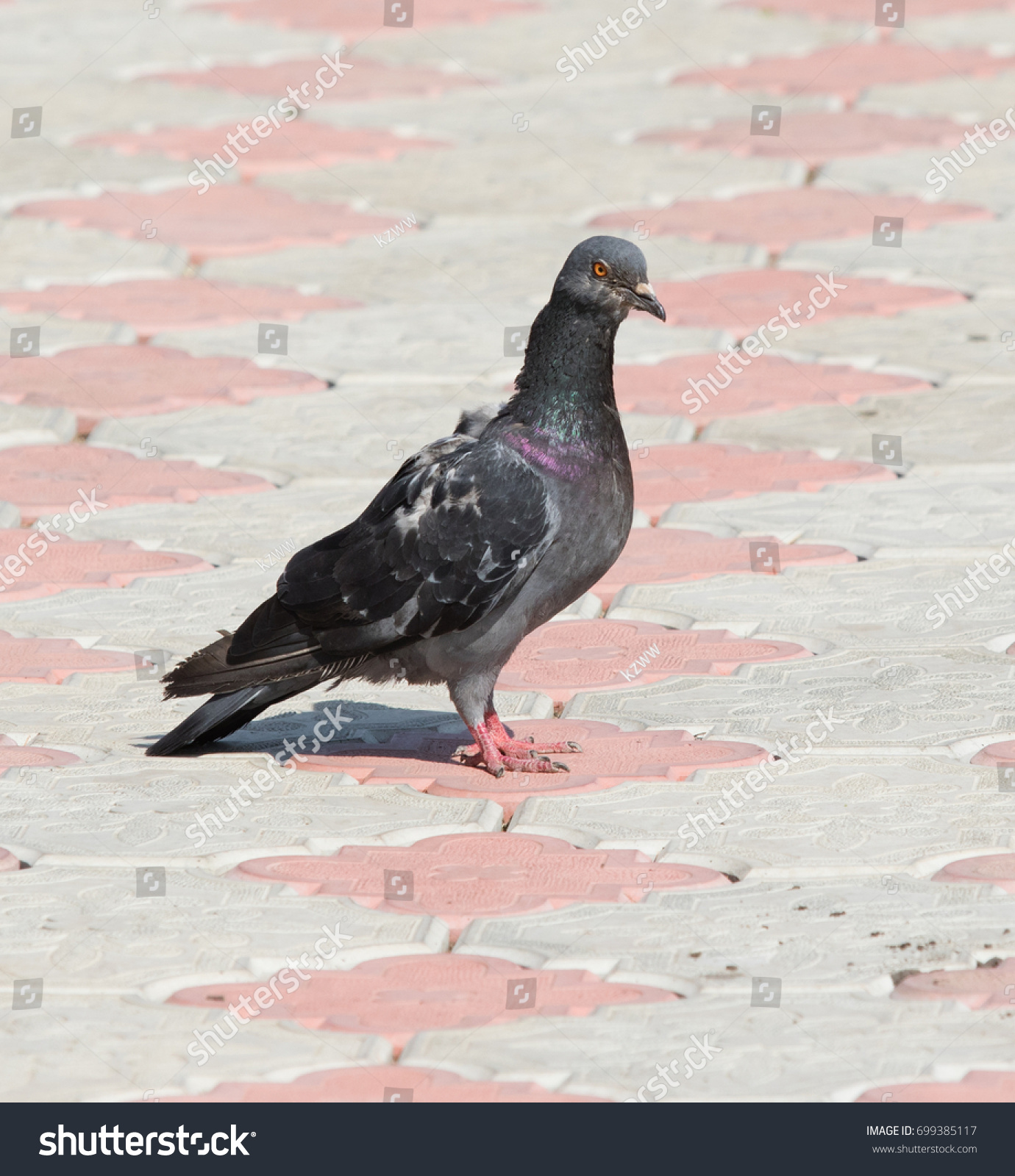Pigeon in the pavement #699385117
