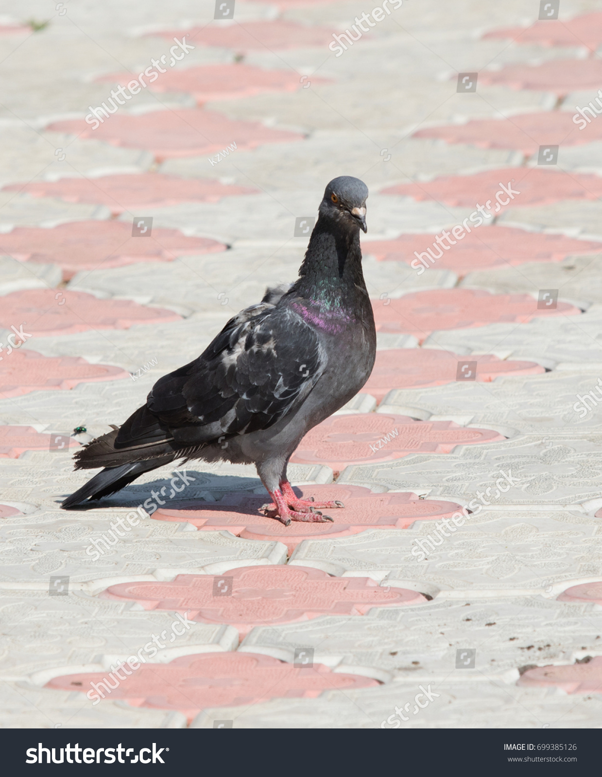 Pigeon in the pavement #699385126