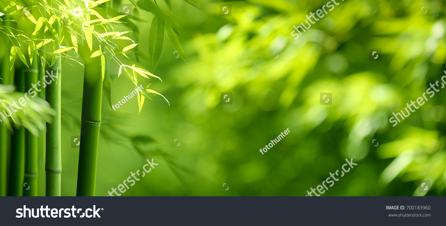 Bamboo forest,green nature background #700183960