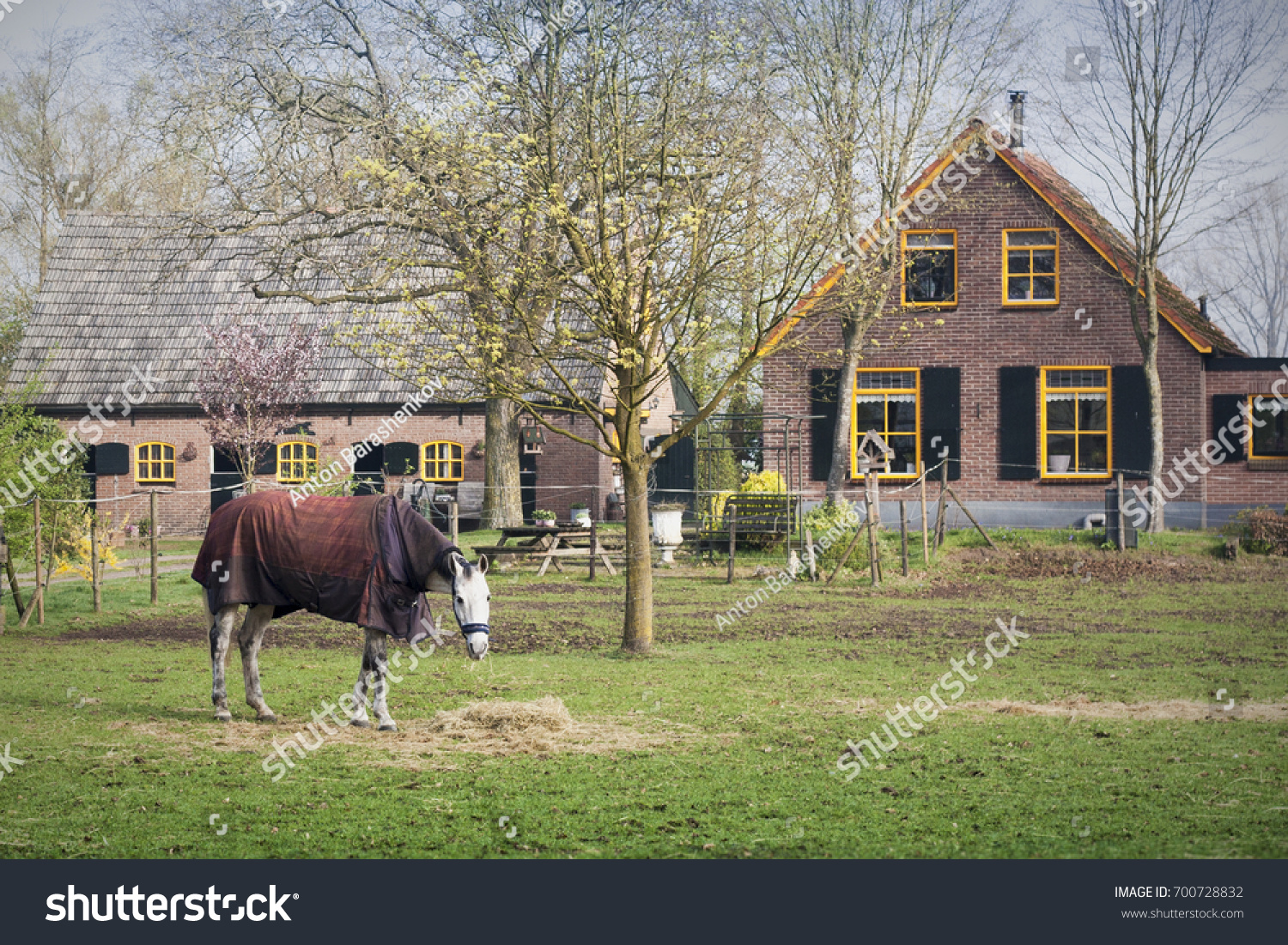 Horsecloth on horse at farm with tiny house on background. Knight horse eating grass. Cloth horse in countryside #700728832