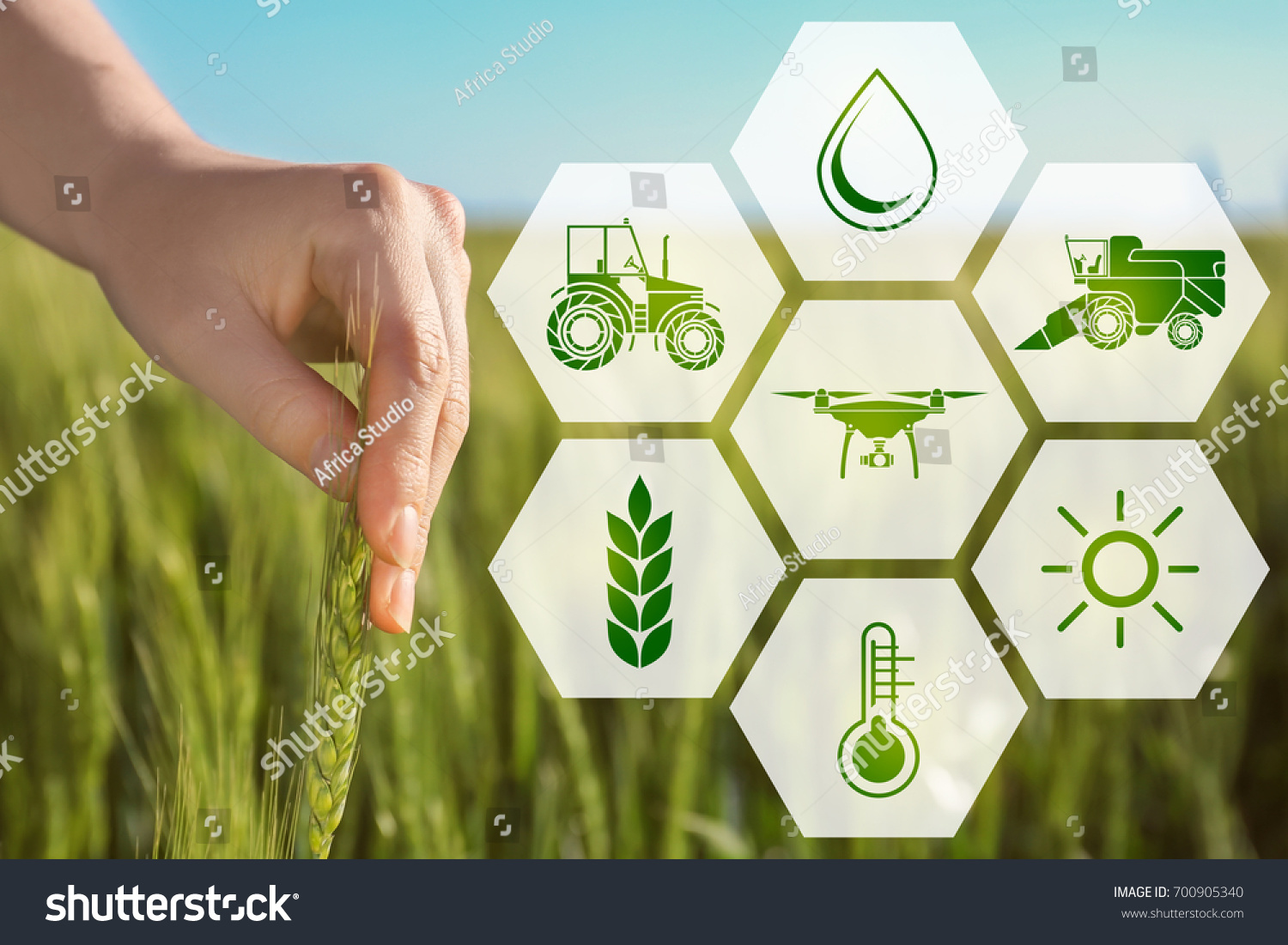 Woman touching wheat spikelet in field, closeup. Concept of smart agriculture and modern technology #700905340
