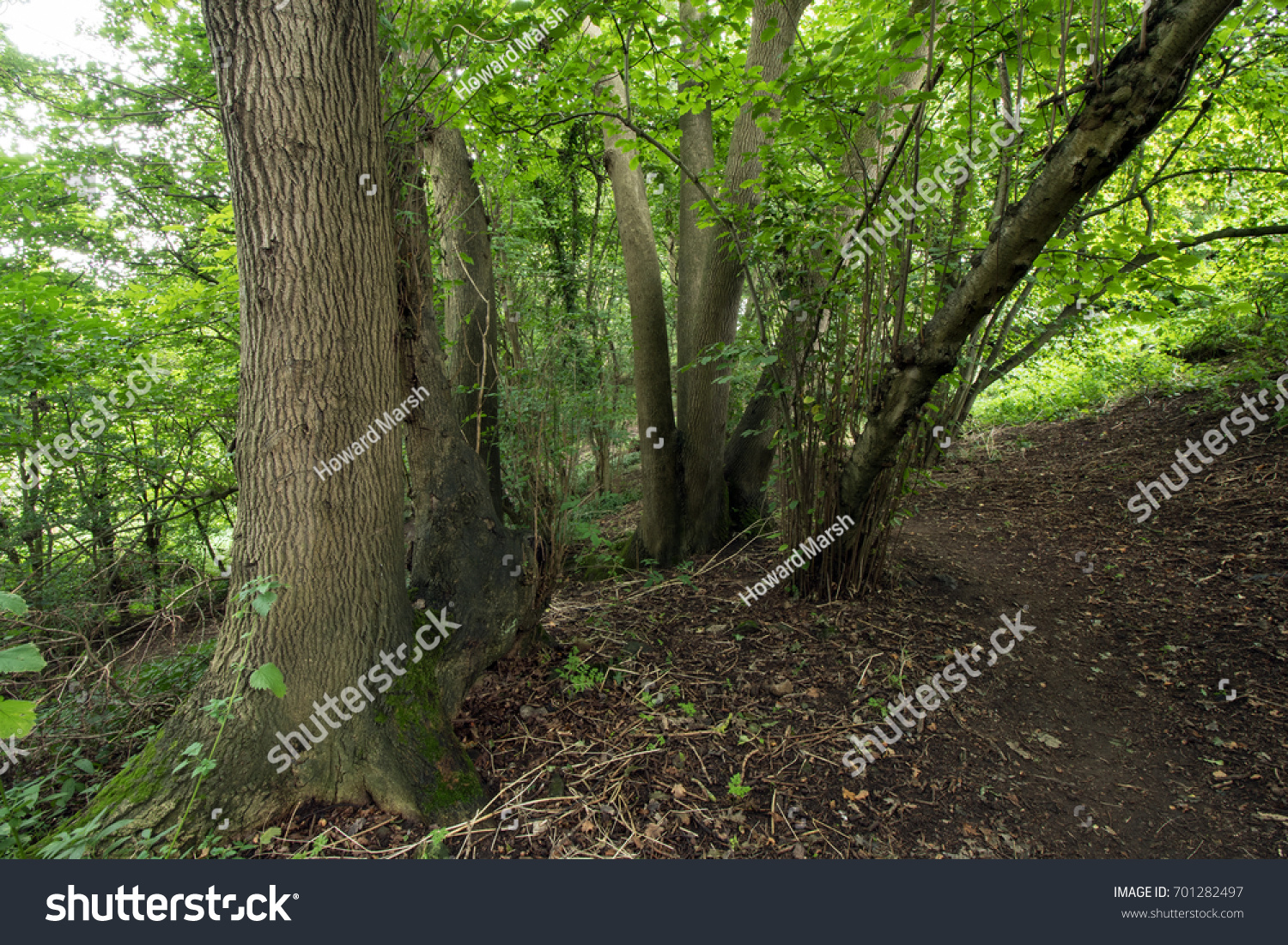 Walk in the woods in the UK in late August #701282497