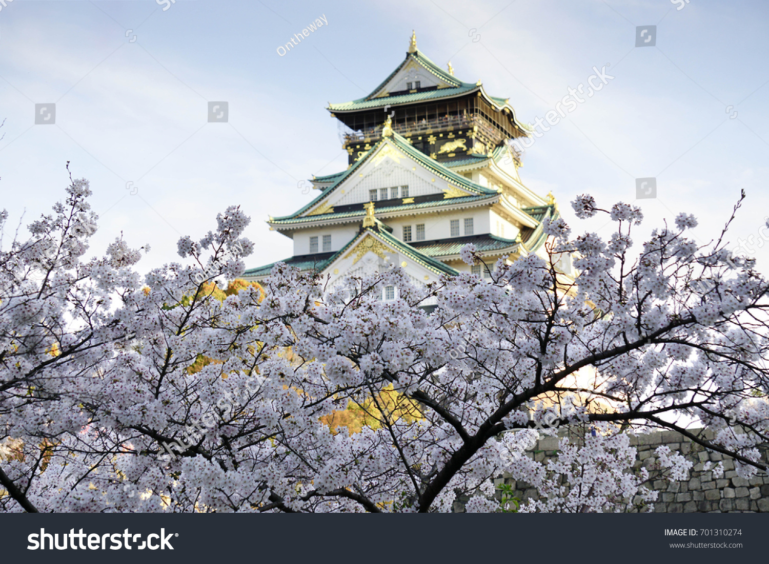 Osaka castle and cherry blossom trees. #701310274