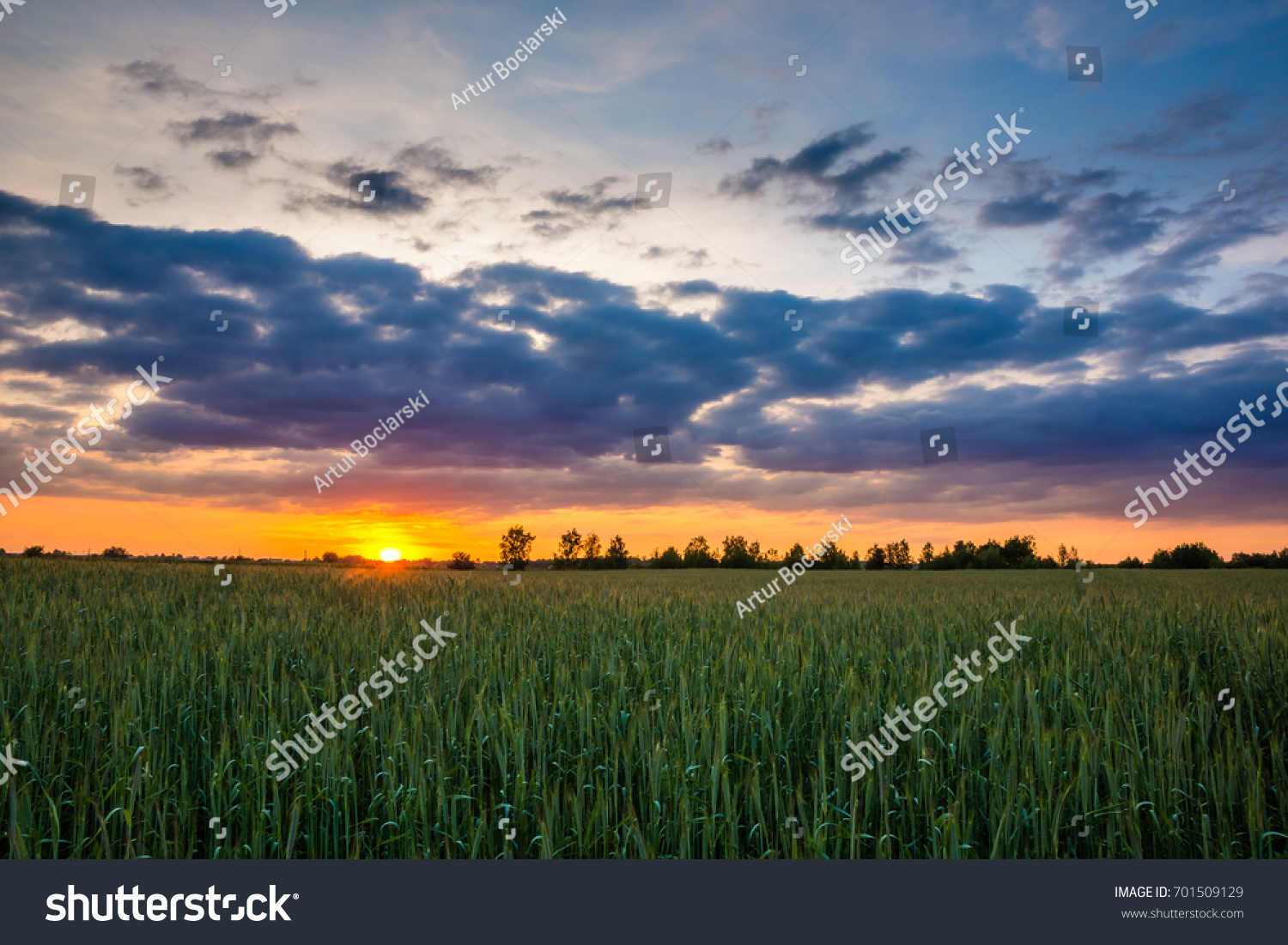 Sunset over wheat field, Poland #701509129
