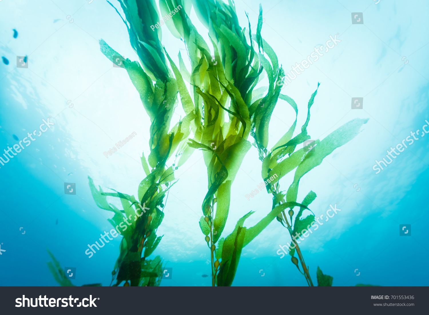 Three strands of kelp wave lazily up in the ocean current #701553436