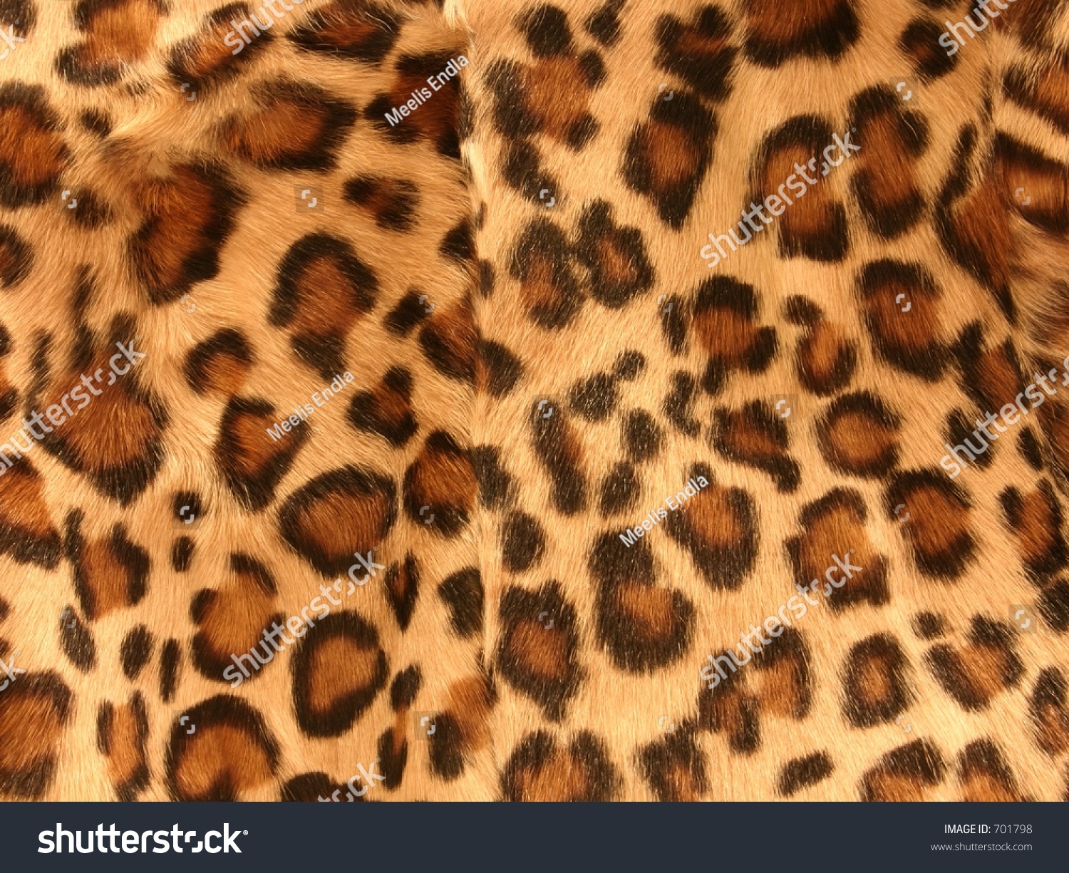 leopard #701798