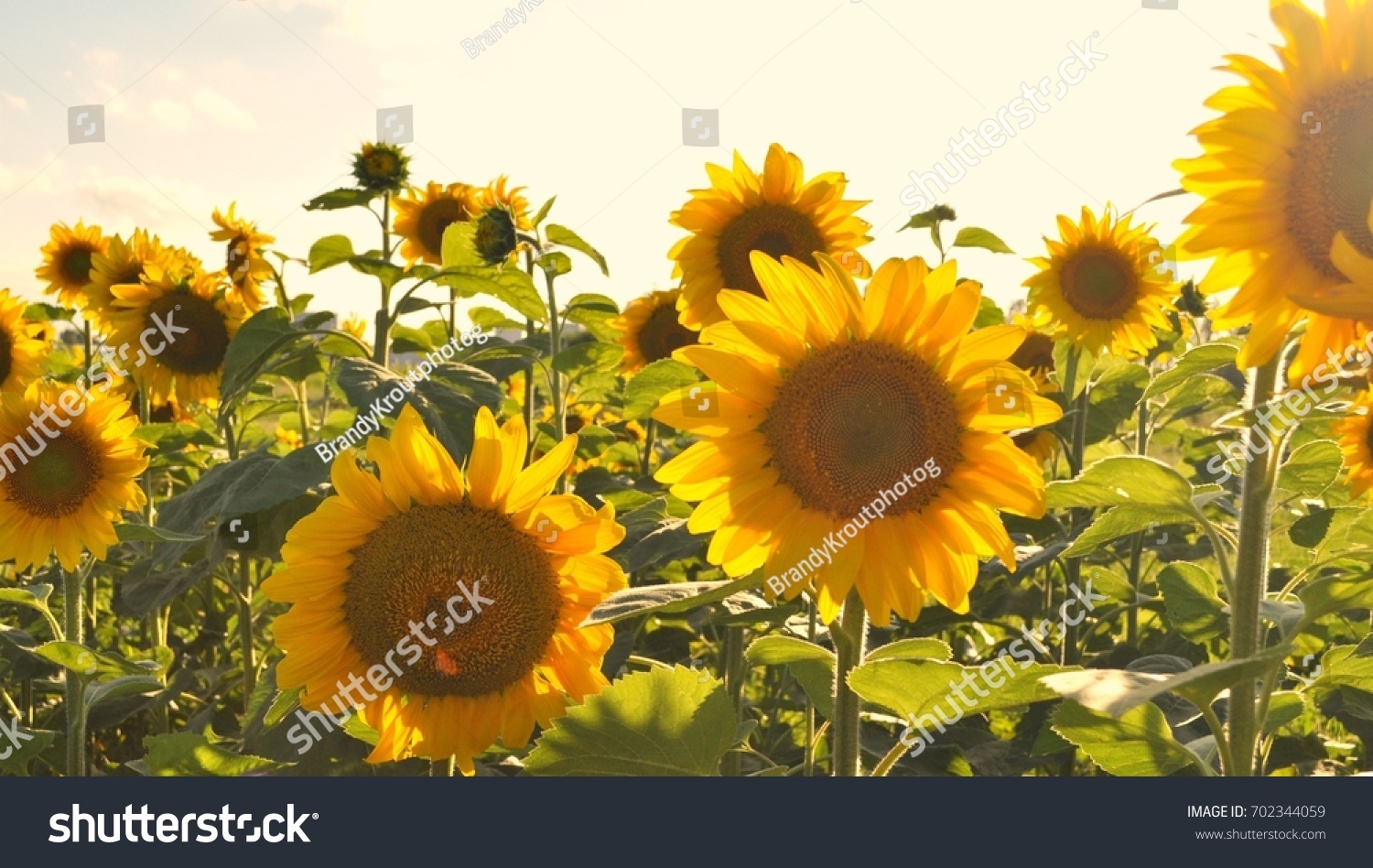 sunflower field #702344059