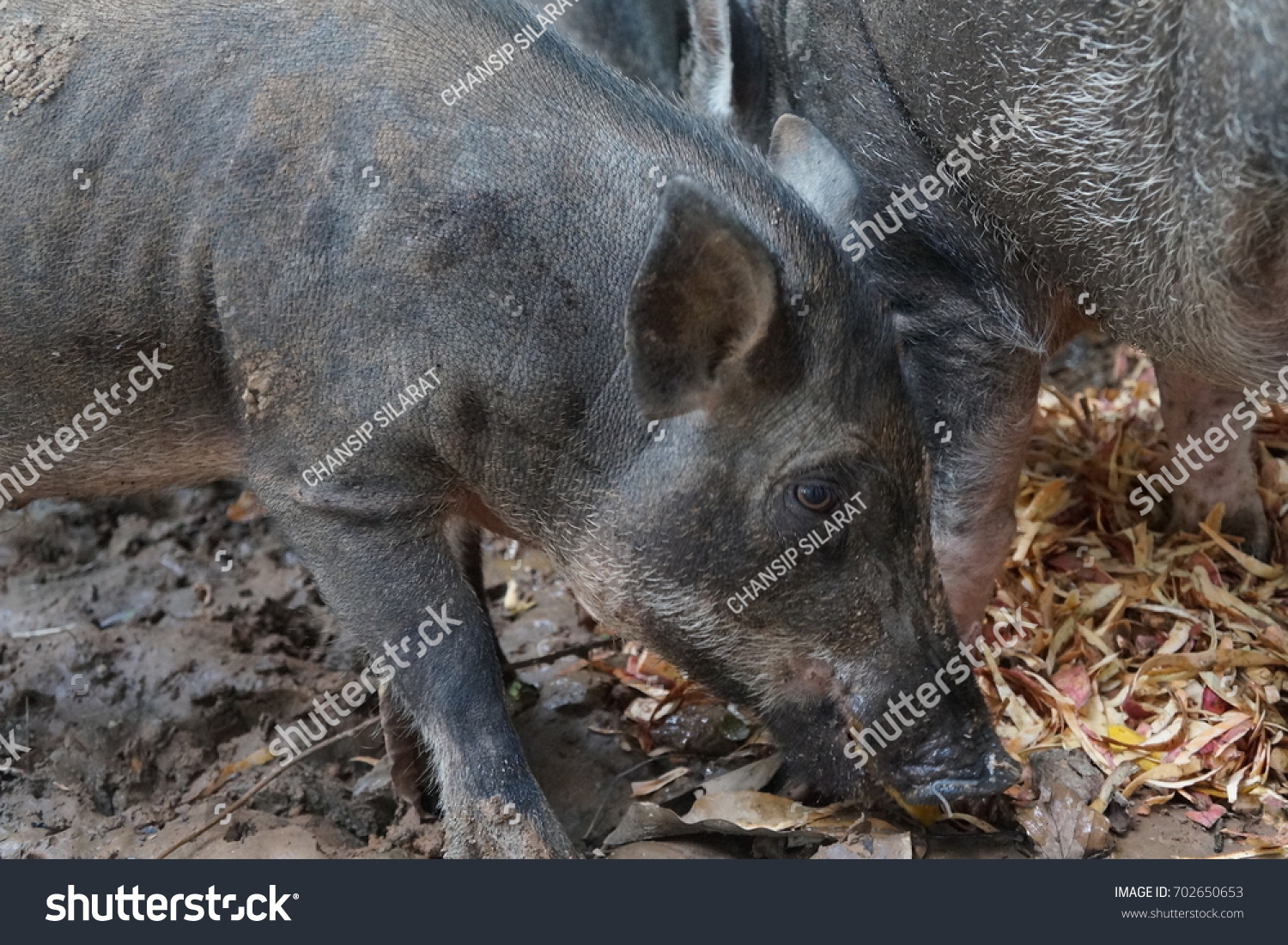 pig eating #702650653