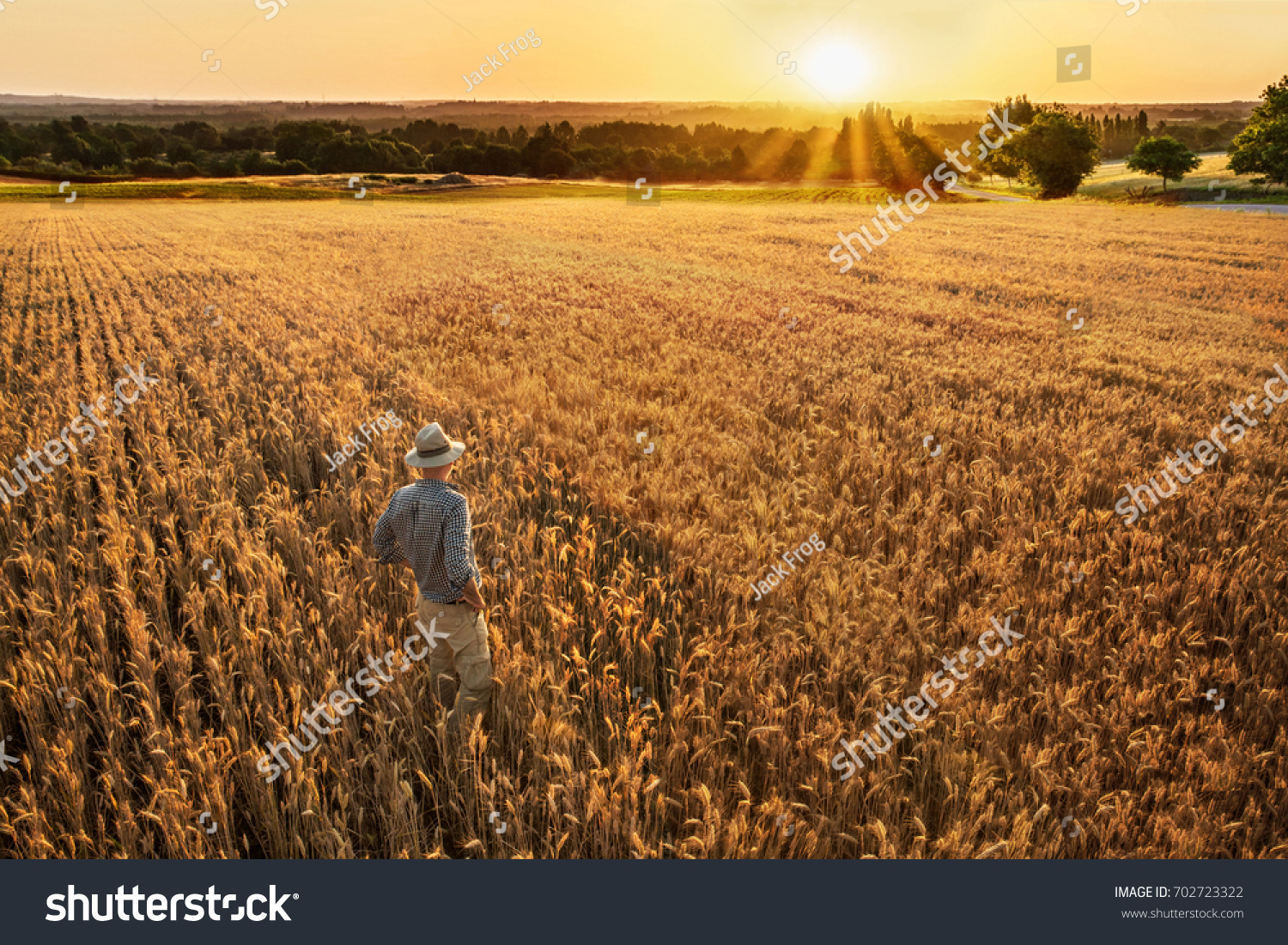 Top view. A farmer standing in his wheat field at sunset. He is watching his crops. #702723322
