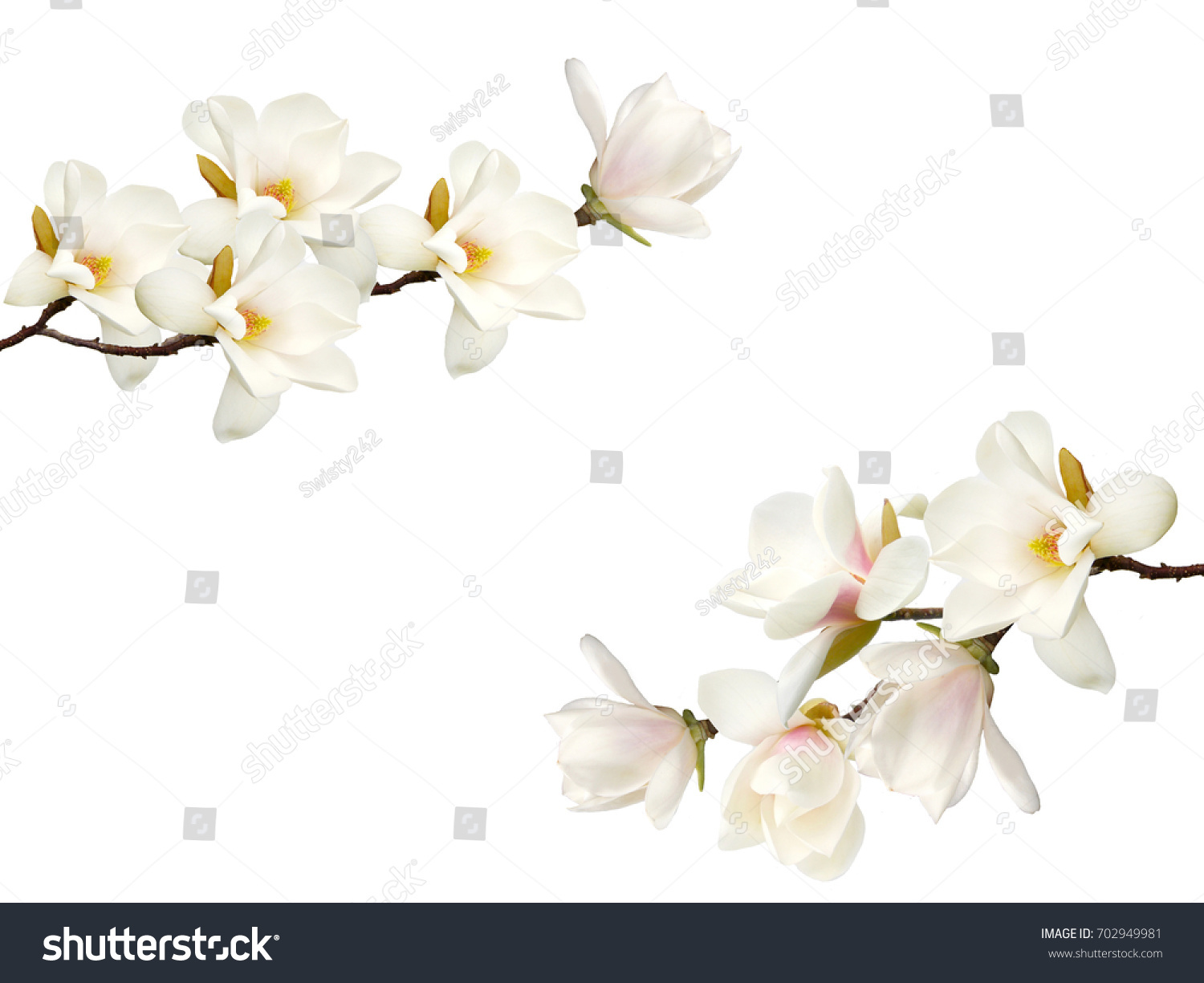 Beautiful magnolia flower bouquet isolated on white background. #702949981