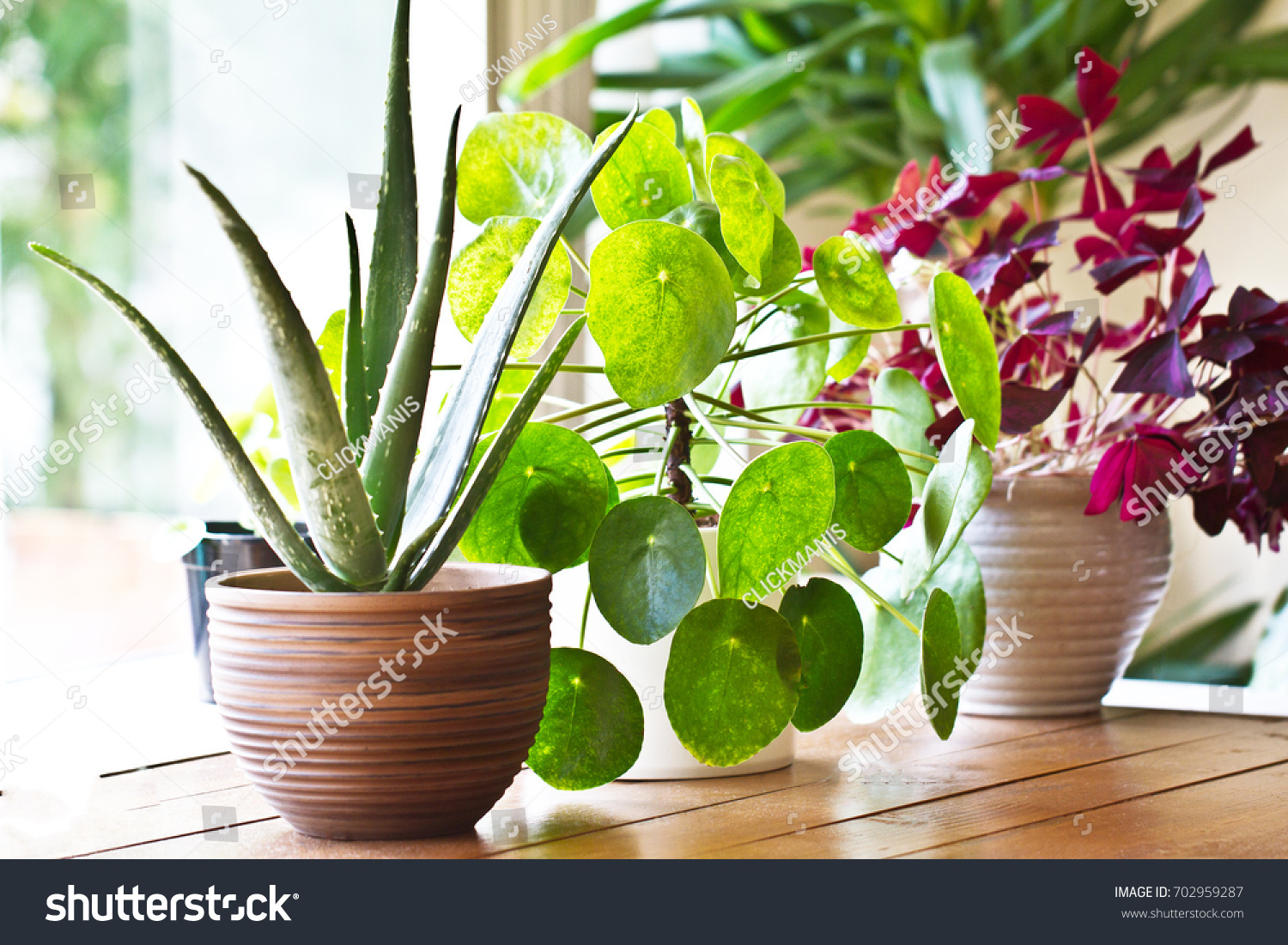 House plants display. Indoor plants in window #702959287