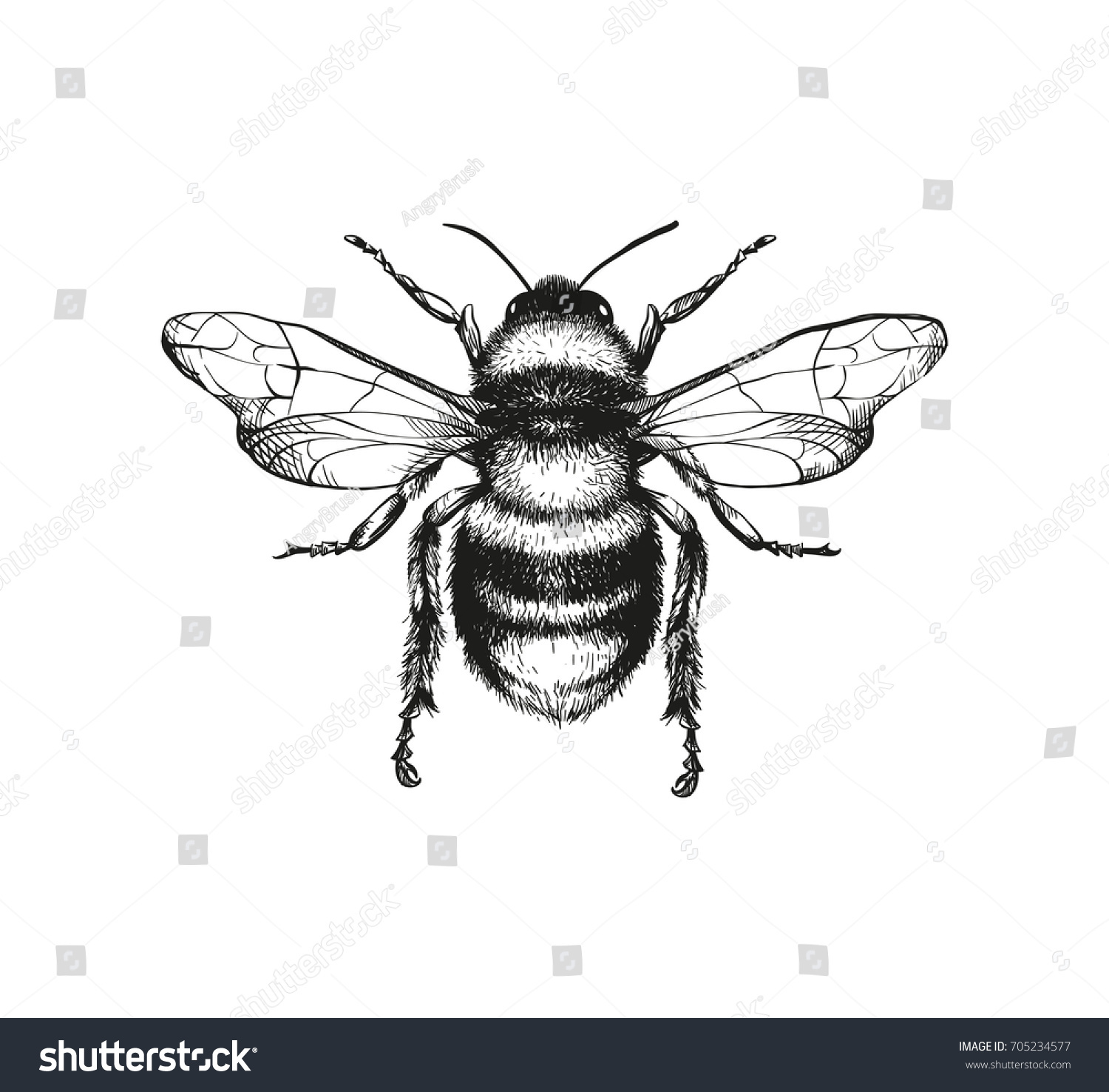 Vector engraving illustration of honey bee on white background #705234577