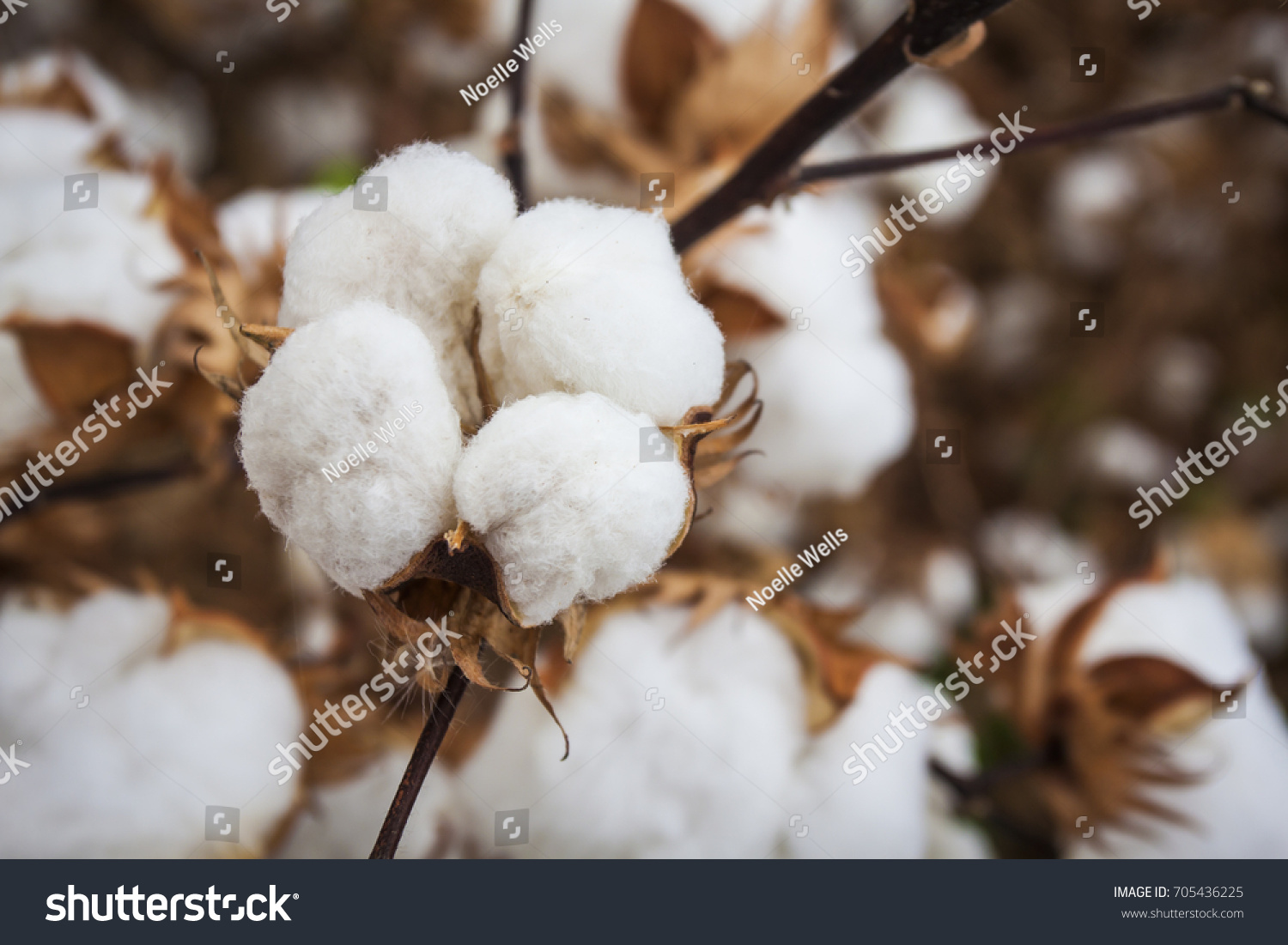 Closeup Open Defoliated Cotton Boll in Arizona Southwest Agriculture Field #705436225