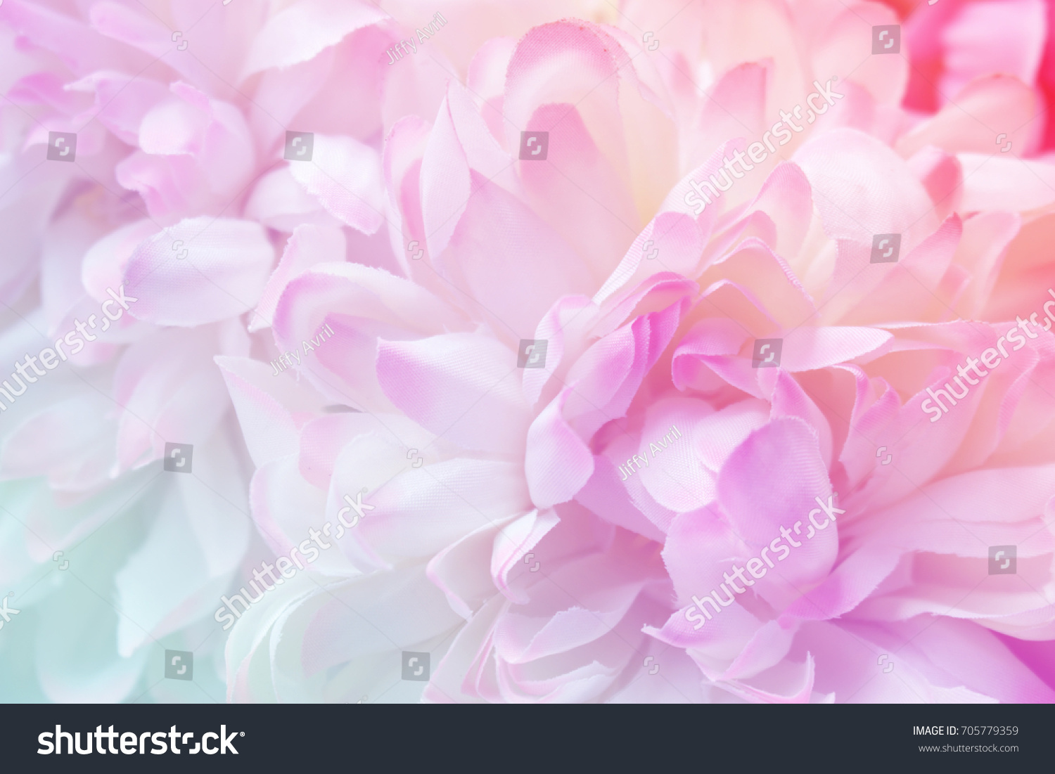 Chrysanthemum flowers in soft pastel color and blur style for background #705779359