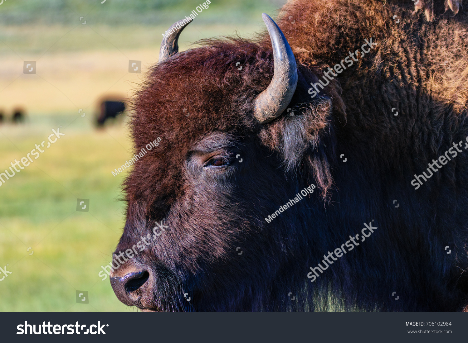 Closeup, portrait, profile of an American Bison. #706102984