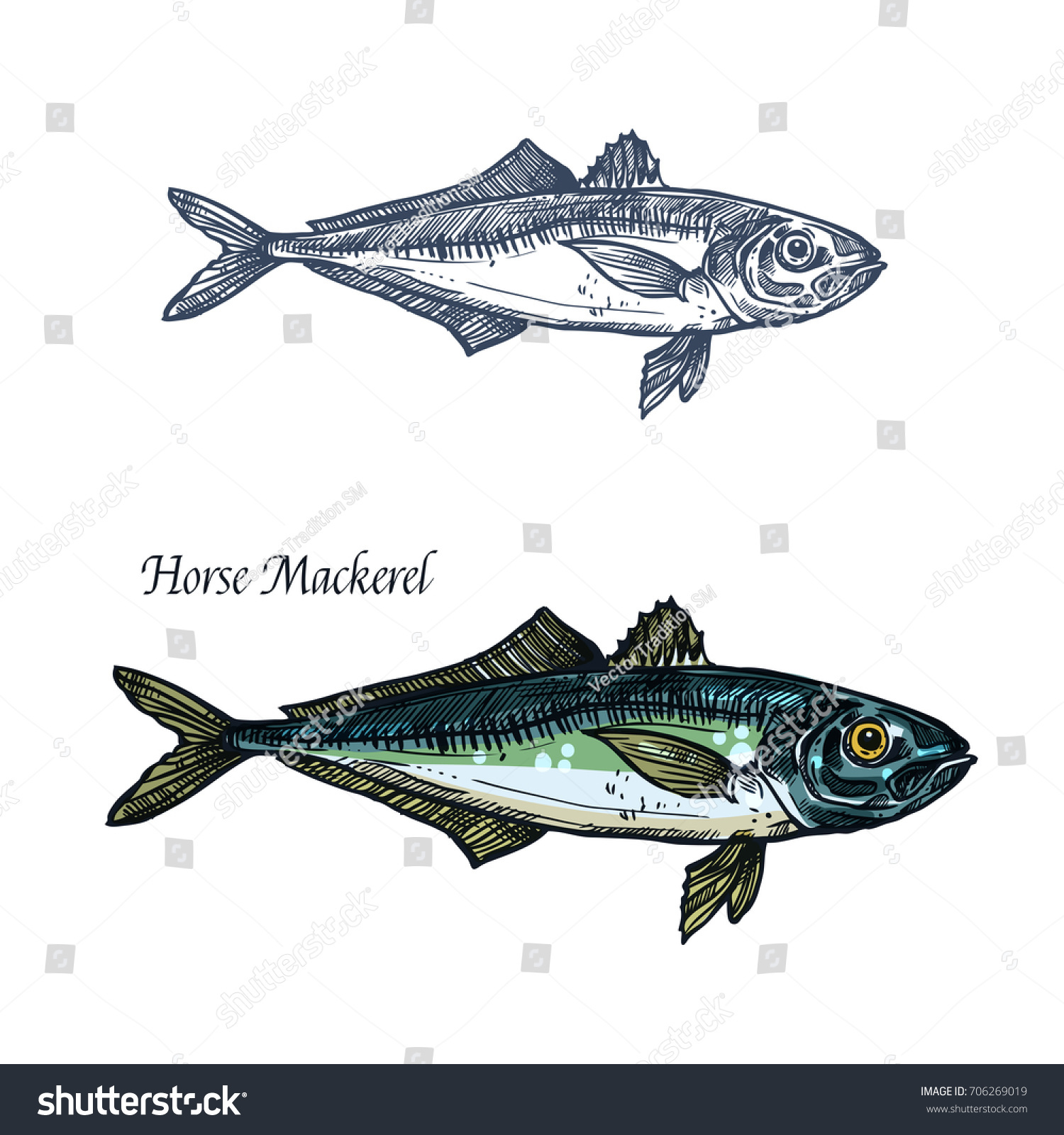 Horse Mackerel Fish Vector Sketch Icon. Isolated - Royalty Free Stock ...