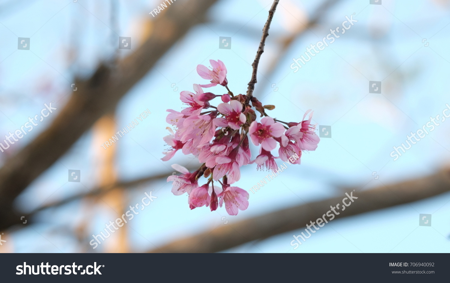 Pink wild Himalayan cherry flower blooming in blue sky in Dalat city, Vietnam. Its Vietnamese name is Mai anh dao. It is a deciduous cherry tree found in East Asia, South Asia and Southeast Asia.  #706940092