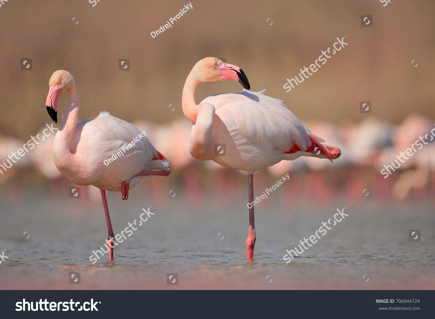 Pink big birds Greater Flamingos, Phoenicopterus ruber, in the water, Camargue, France. Flamingos cleaning feathers. Wildlife animal scene from nature. #706944724