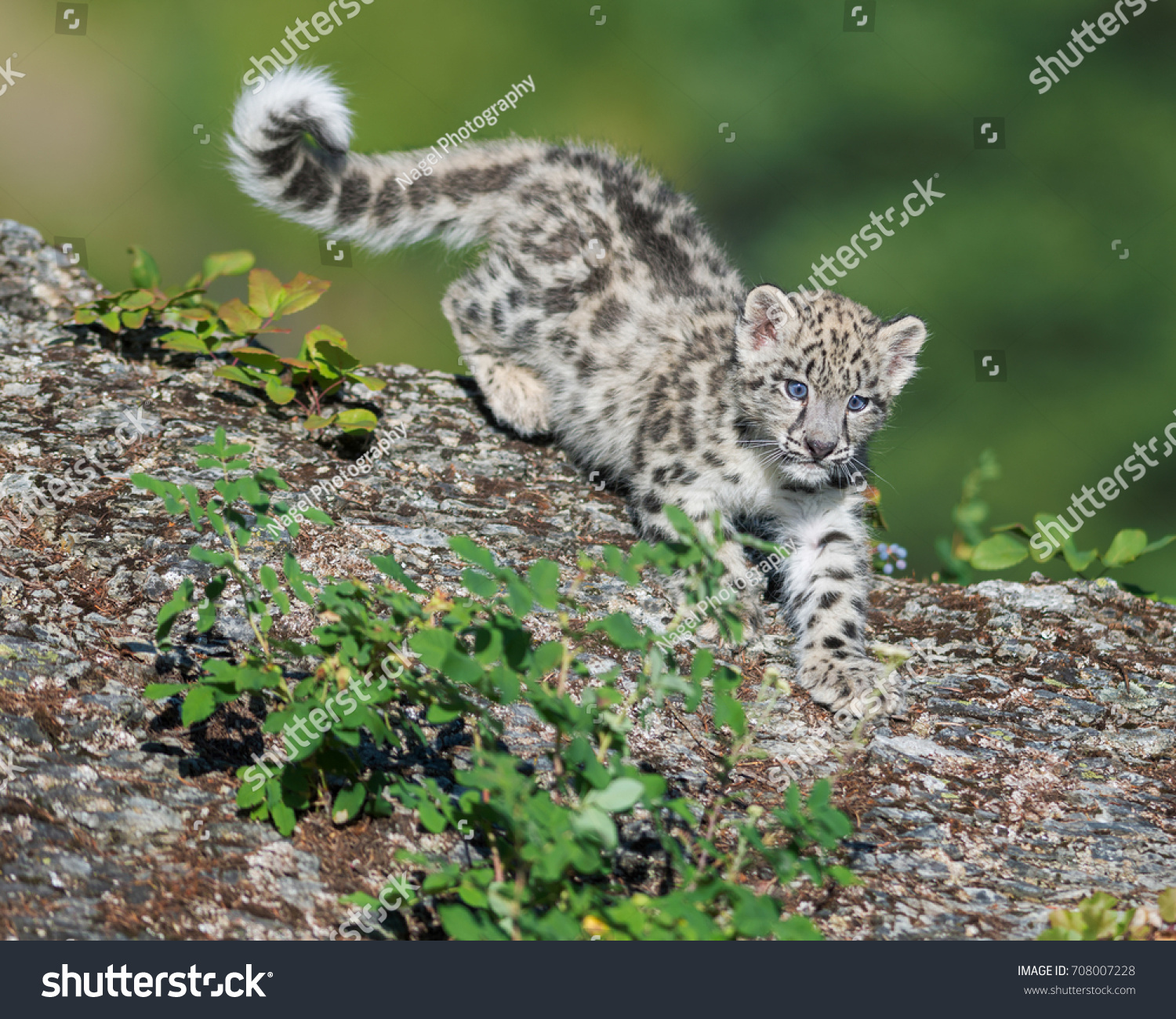 Cute snow leopard cub descending on rocky surface
 #708007228