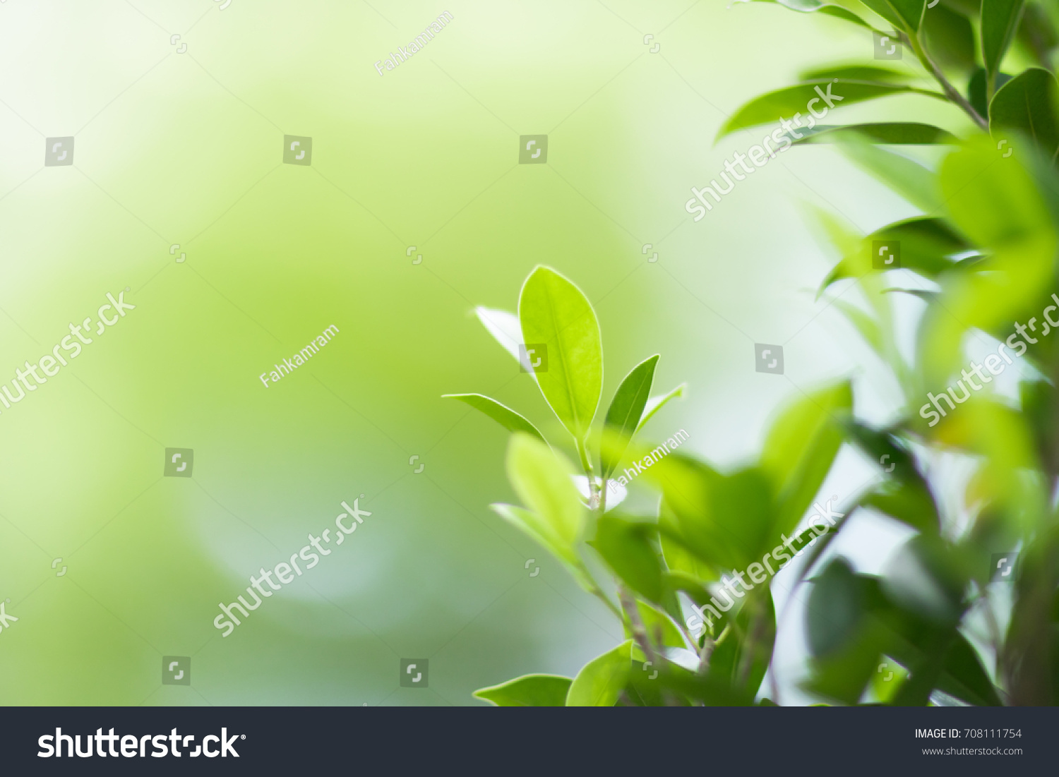 Nature of green leaf in garden at summer. Natural green leaves plants using as spring background cover page environment ecology or greenery wallpaper #708111754