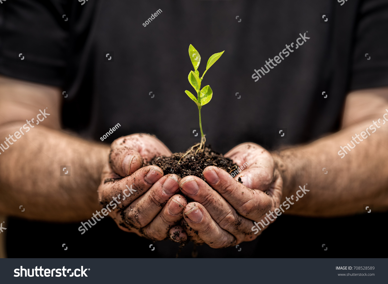 Young plant on soil in a hand of an farmer. #708528589