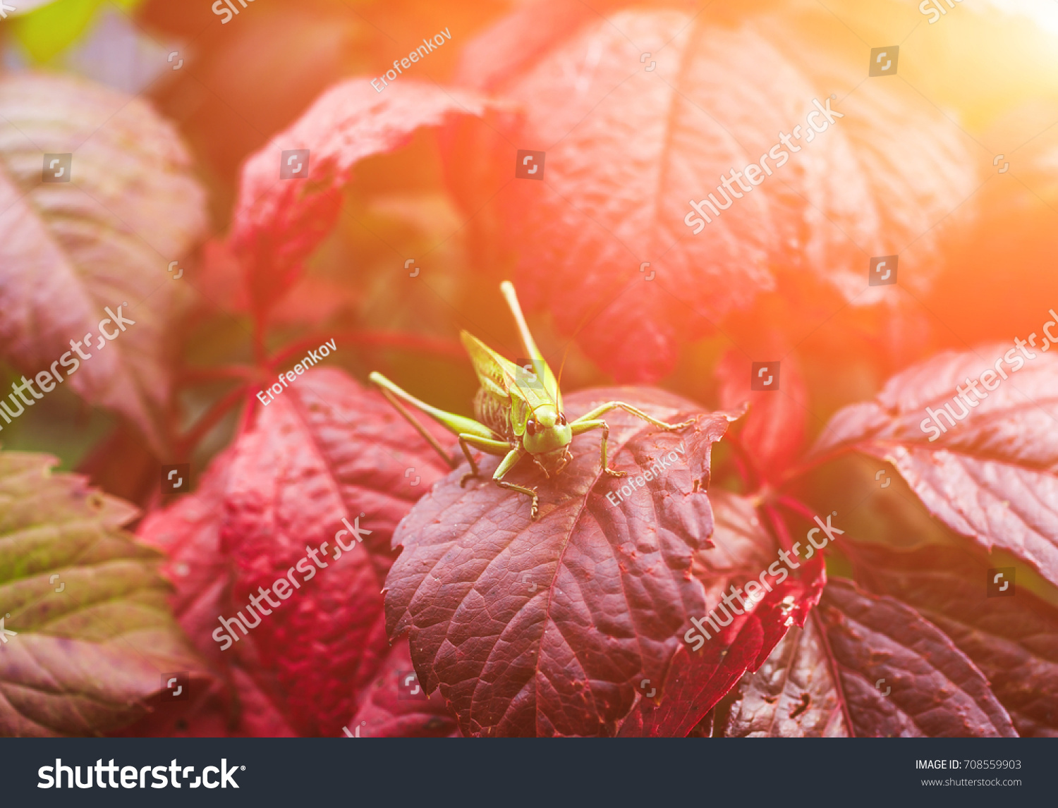 Green grasshopper sitting on a grape leaf on blurred background garden. #708559903