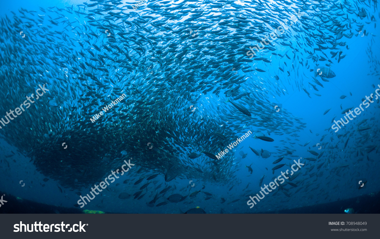 Large school of Fish dance above the wreck #708948049