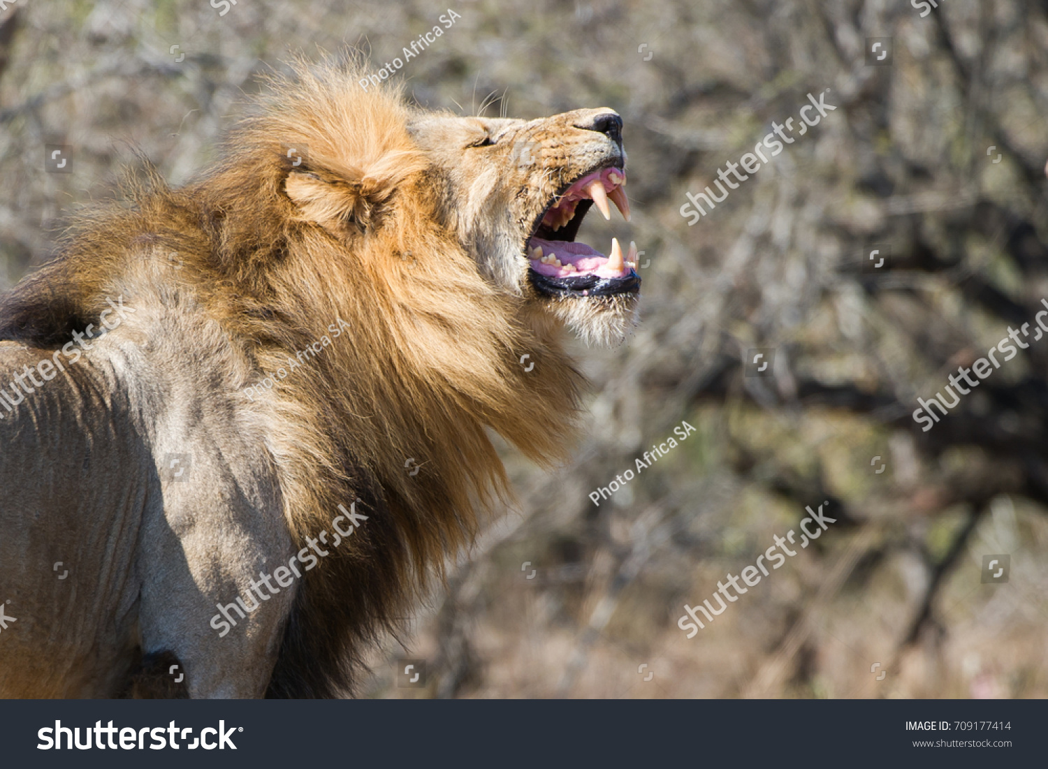 Lion roaring  #709177414