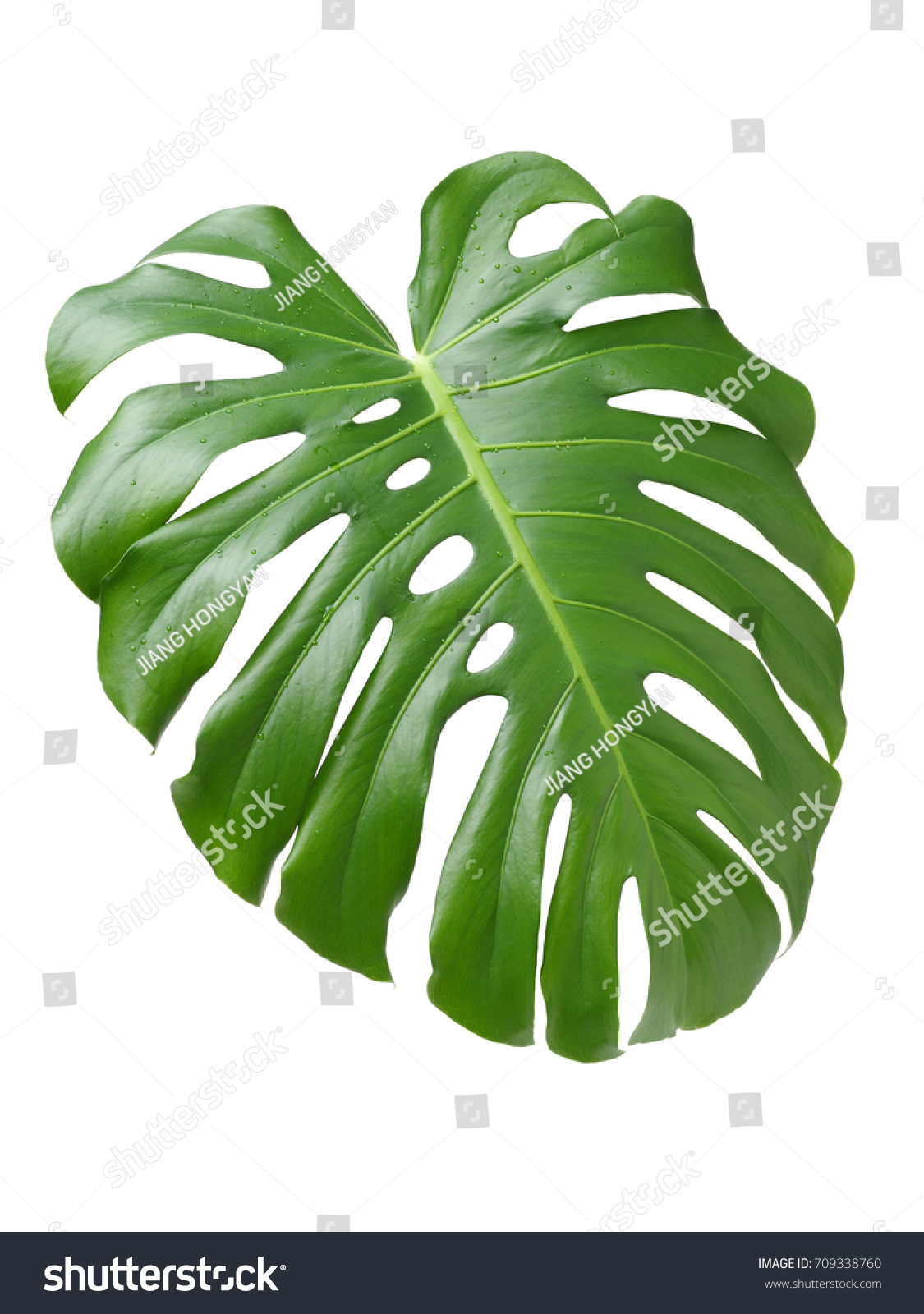 Big green leaf of Monstera plant on white background #709338760