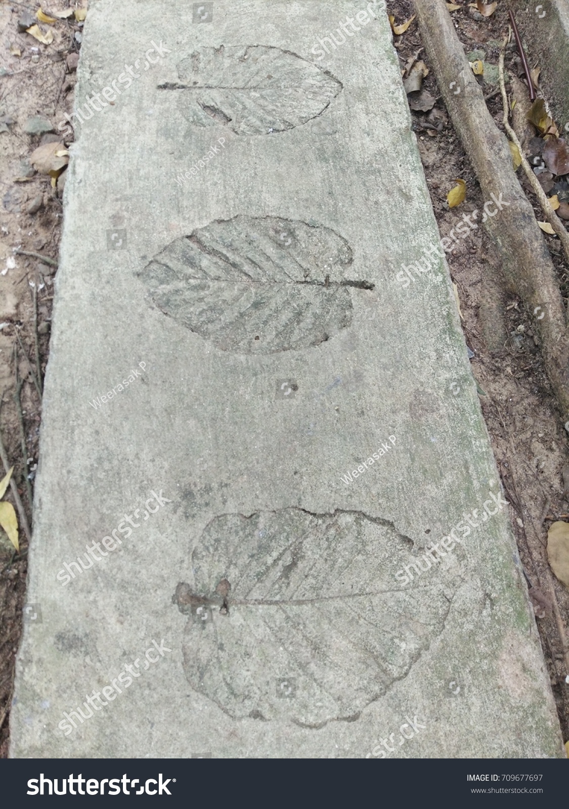 The leaf imprints on the cement floor.  #709677697